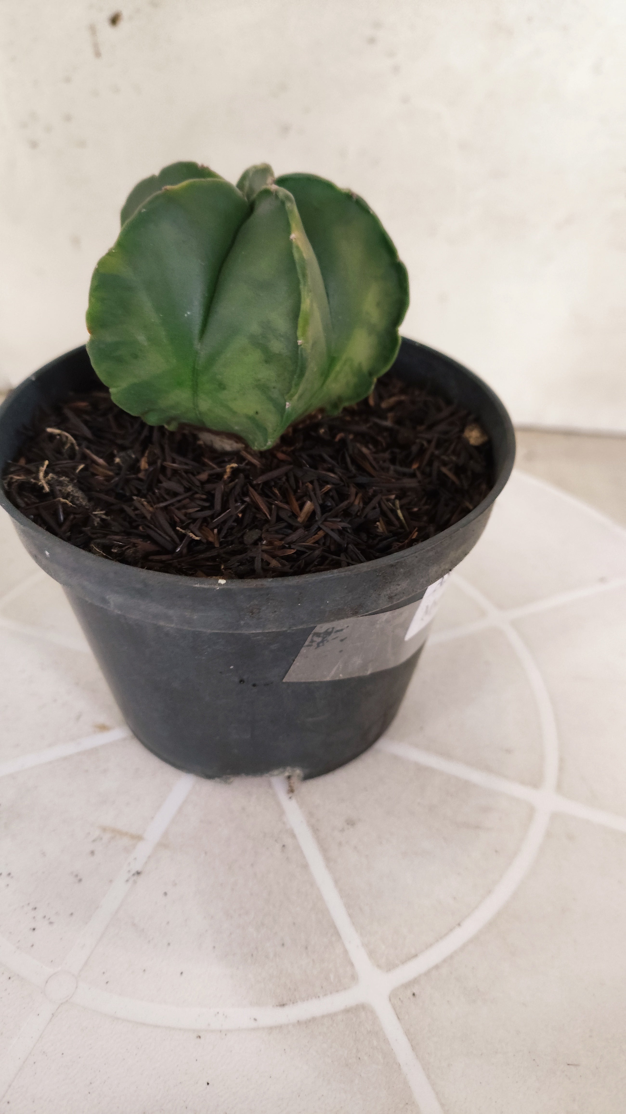 ASTROPHYTUM MYRIOSTIGMA "Variegata" Nº 1176 – vaso 11