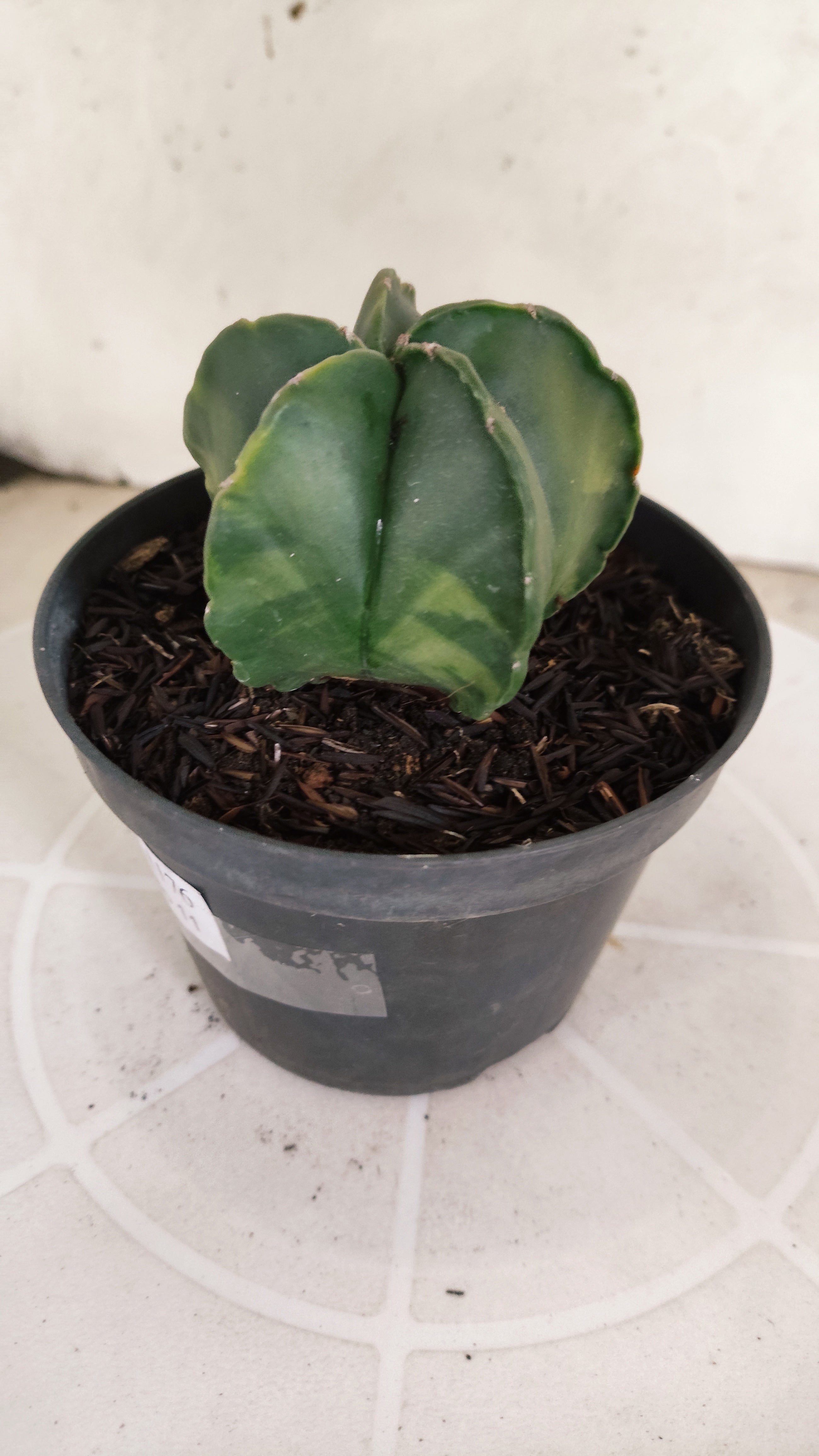 ASTROPHYTUM MYRIOSTIGMA "Variegata" Nº 1176 – vaso 11