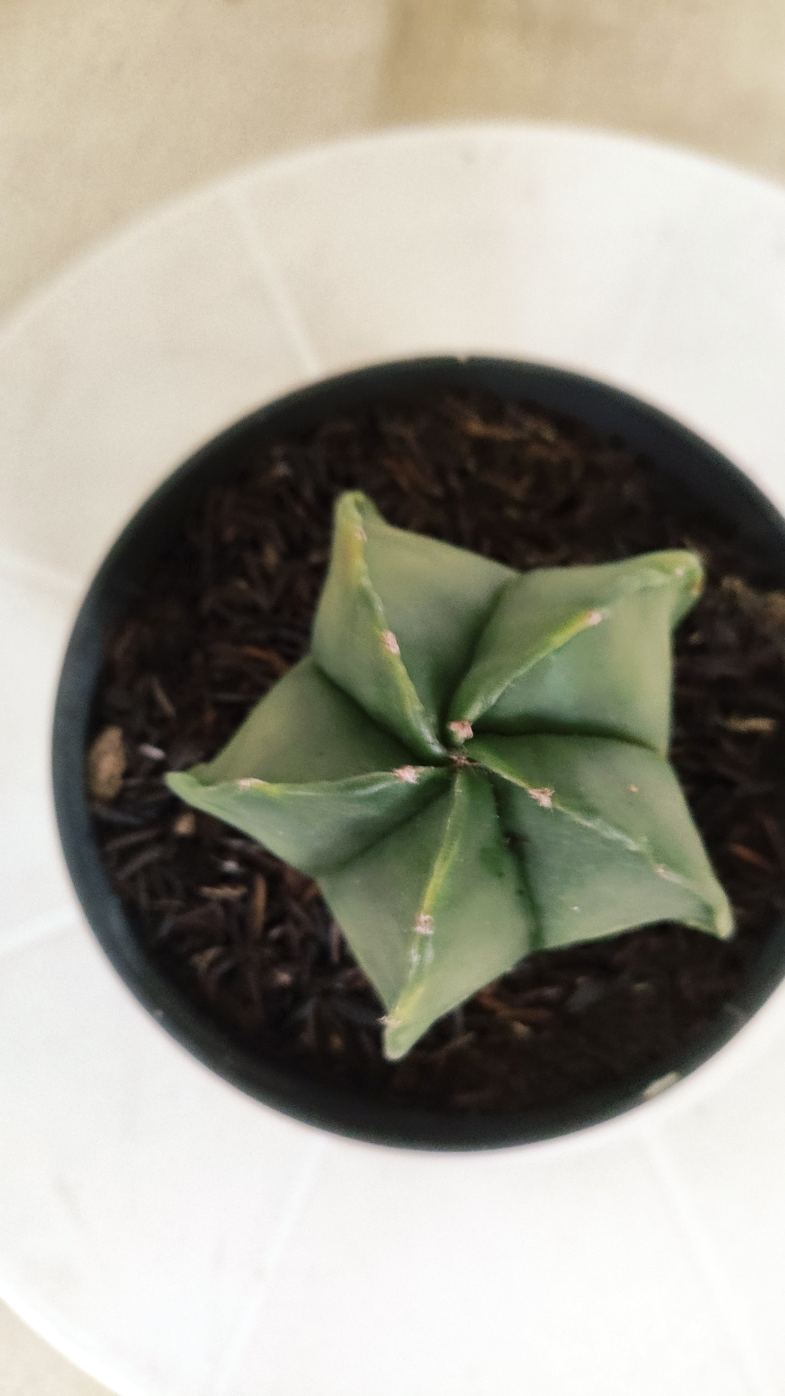 ASTROPHYTUM MYRIOSTIGMA "Variegata" Nº 1176 – vaso 11