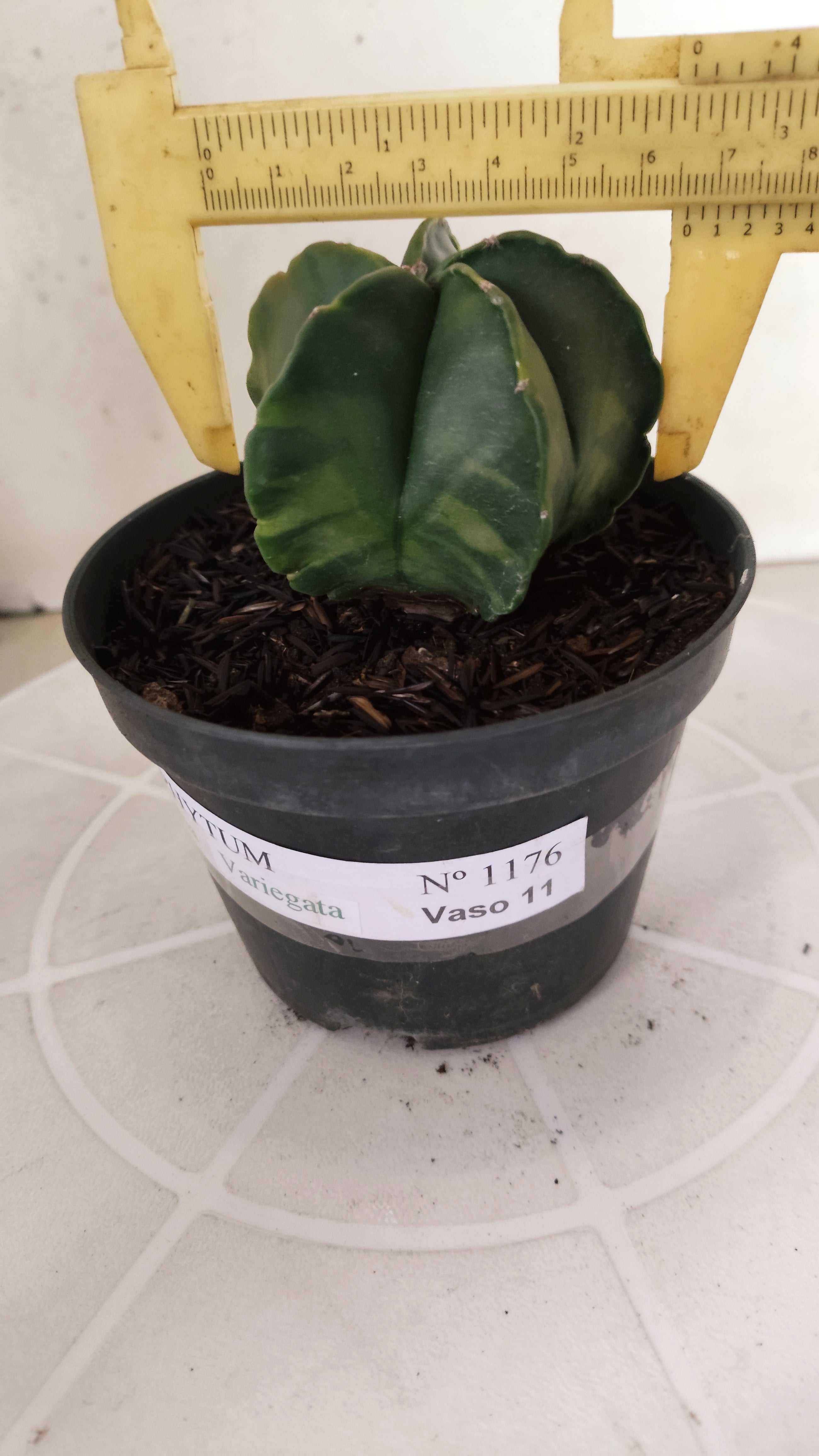 ASTROPHYTUM MYRIOSTIGMA "Variegata" Nº 1176 – vaso 11