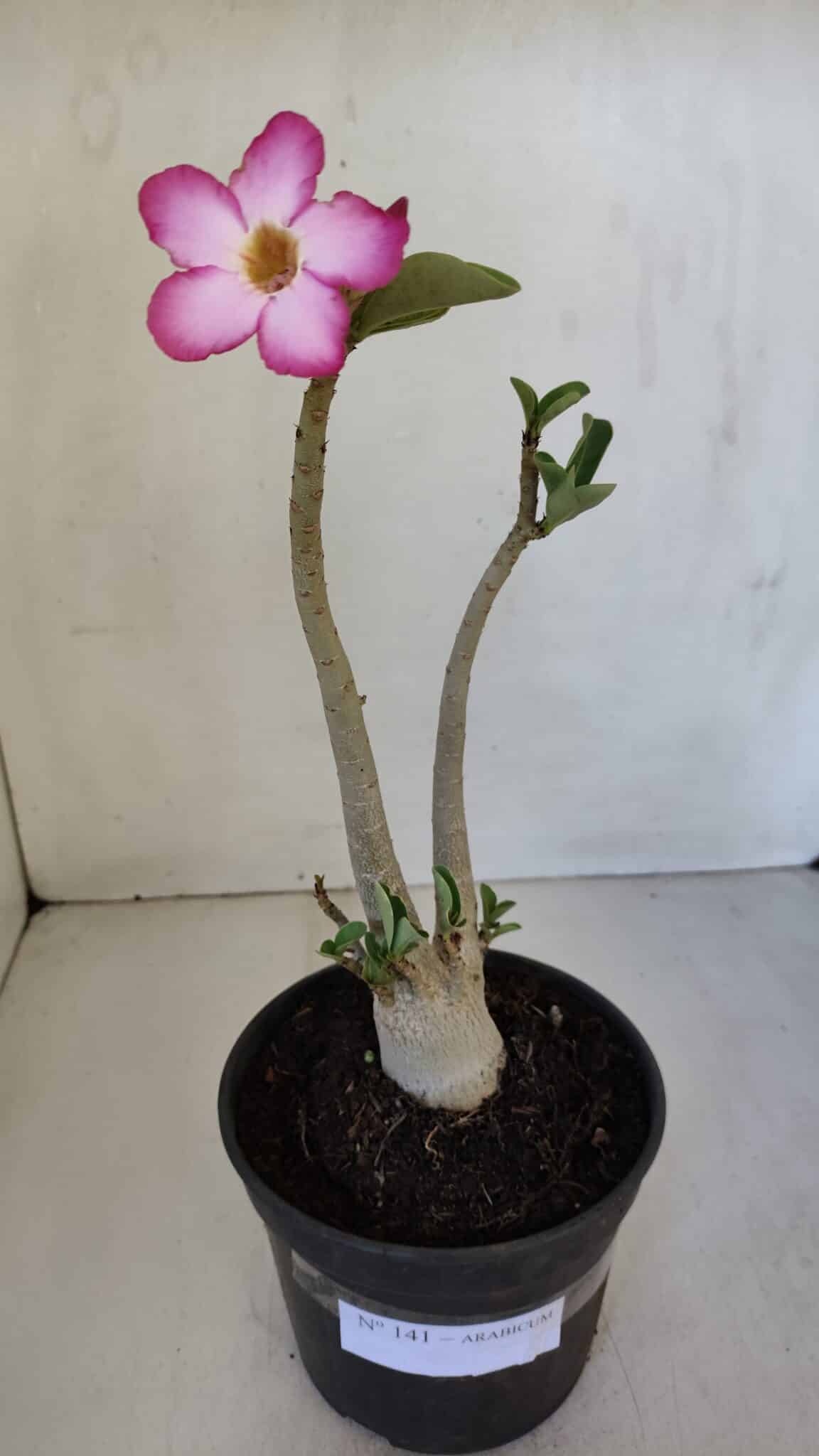 Planta ARABICUM 141 – 30cm – 02 anos