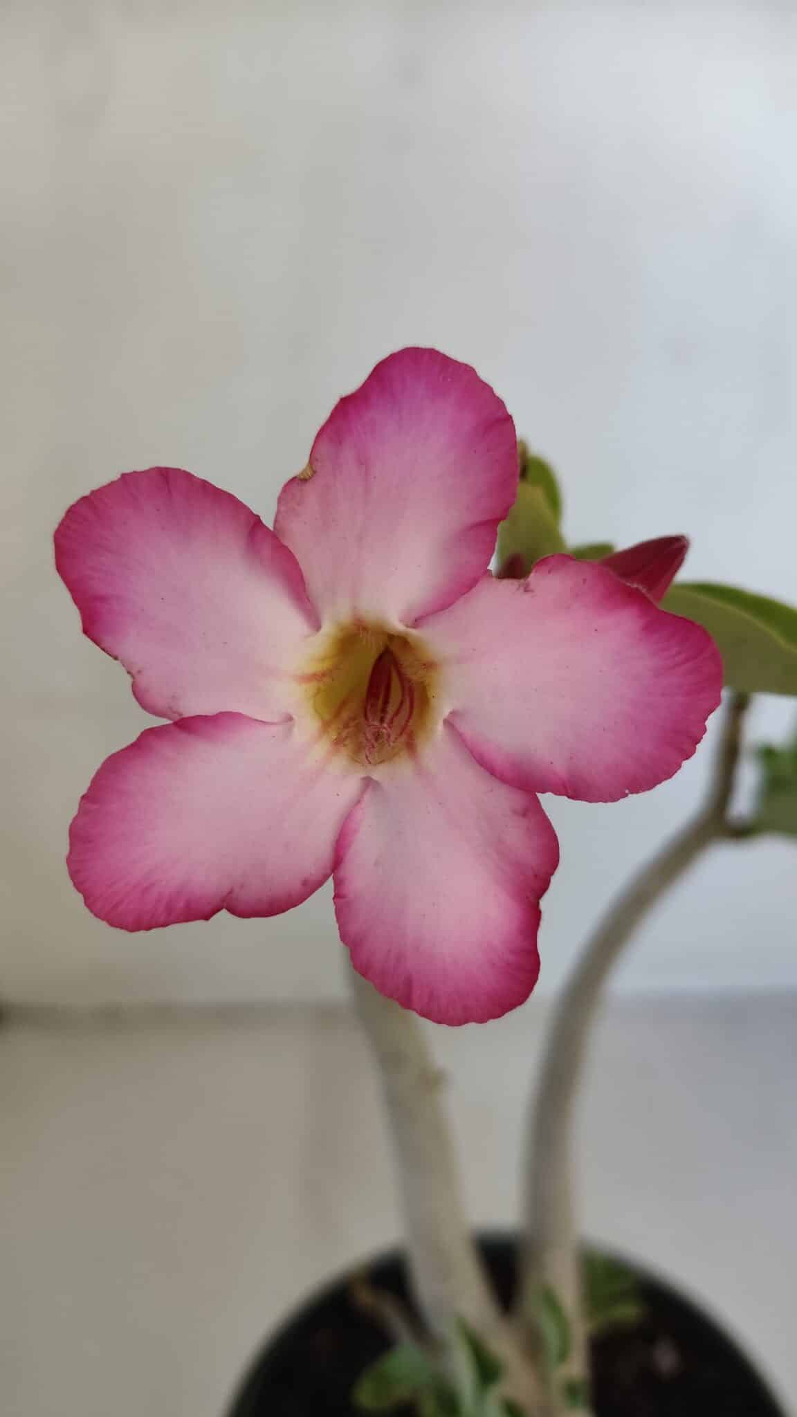 Planta ARABICUM 141 – 30cm – 02 anos