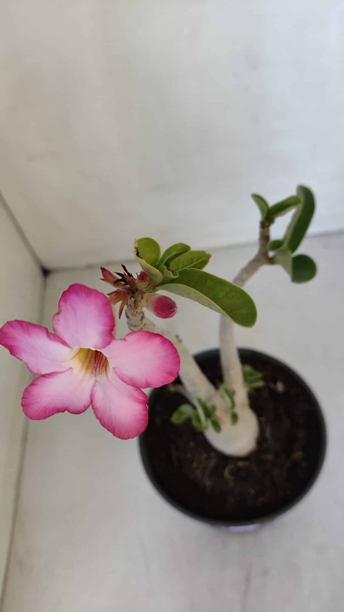 Planta ARABICUM 141 – 30cm – 02 anos