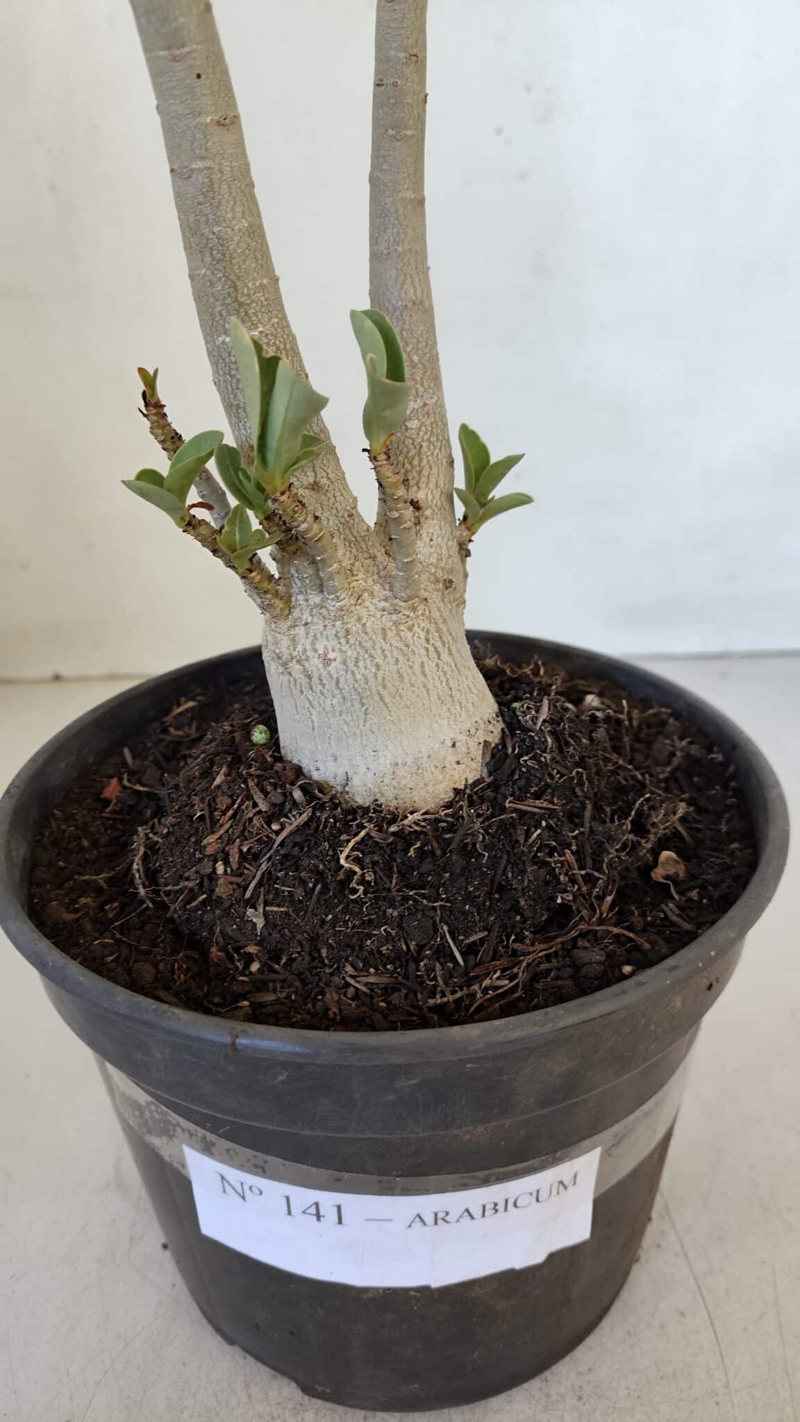 Planta ARABICUM 141 – 30cm – 02 anos