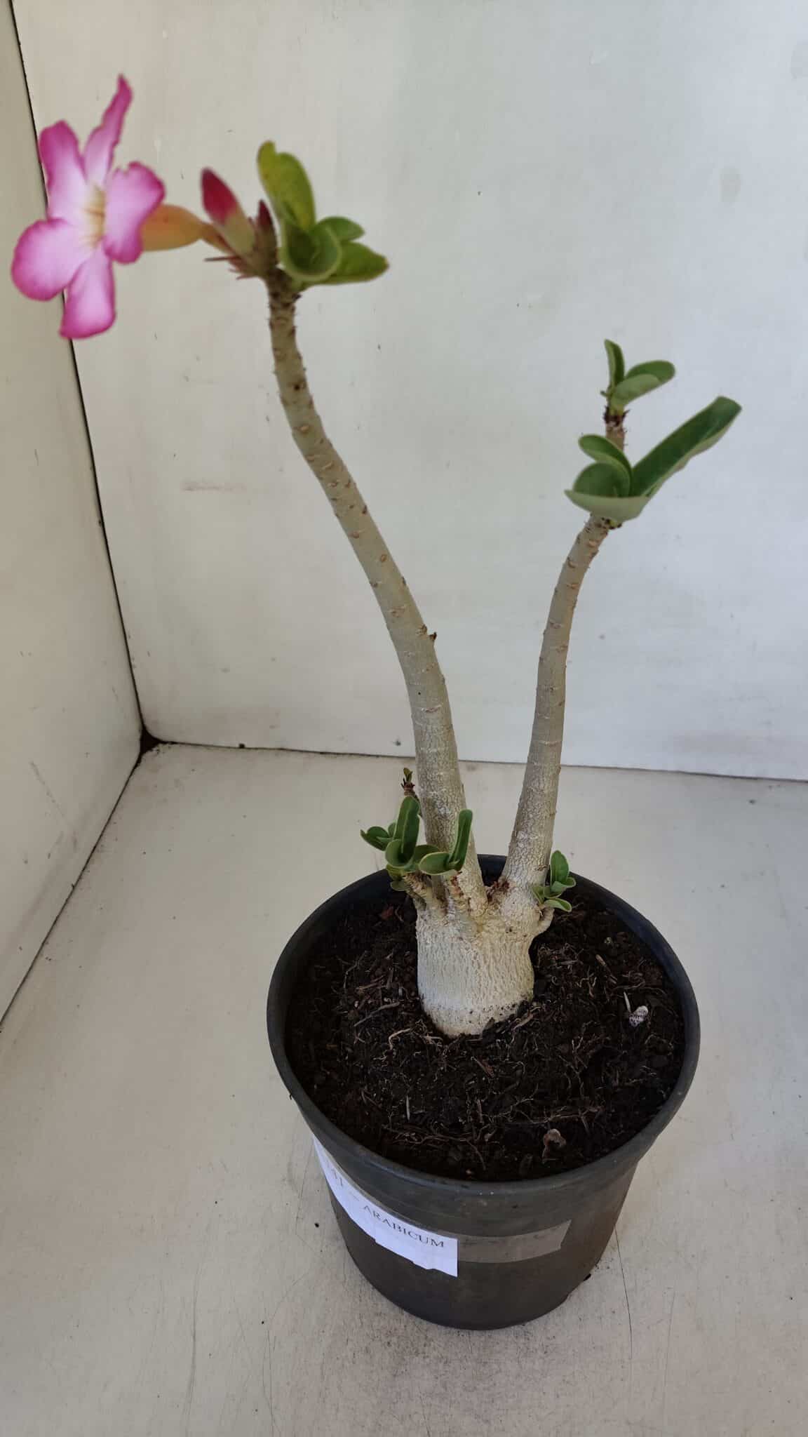Planta ARABICUM 141 – 30cm – 02 anos