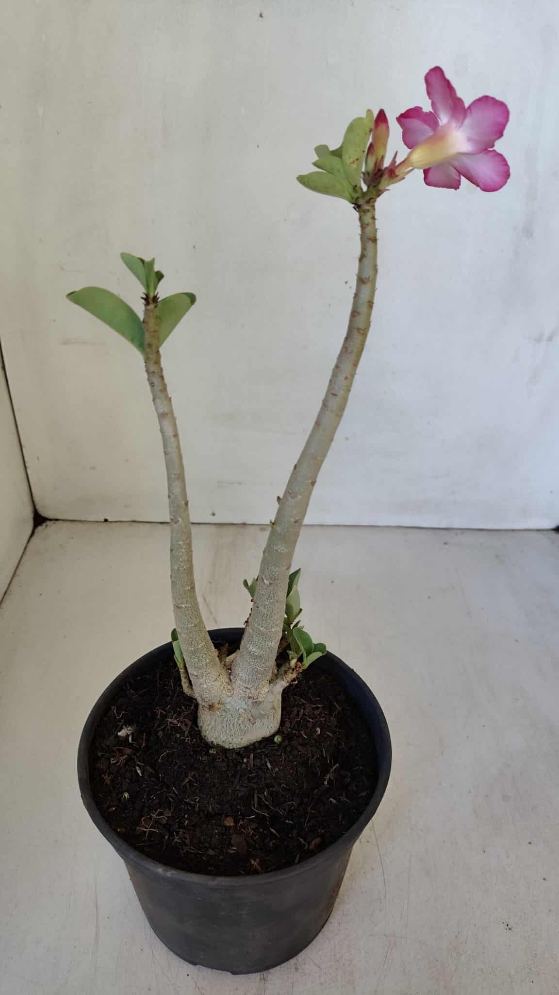 Planta ARABICUM 141 – 30cm – 02 anos
