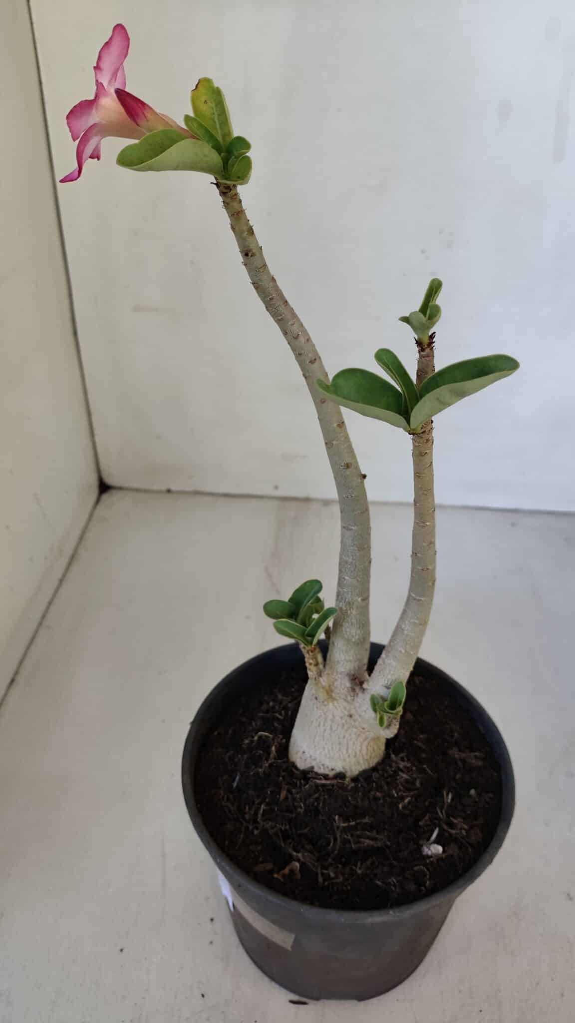 Planta ARABICUM 141 – 30cm – 02 anos
