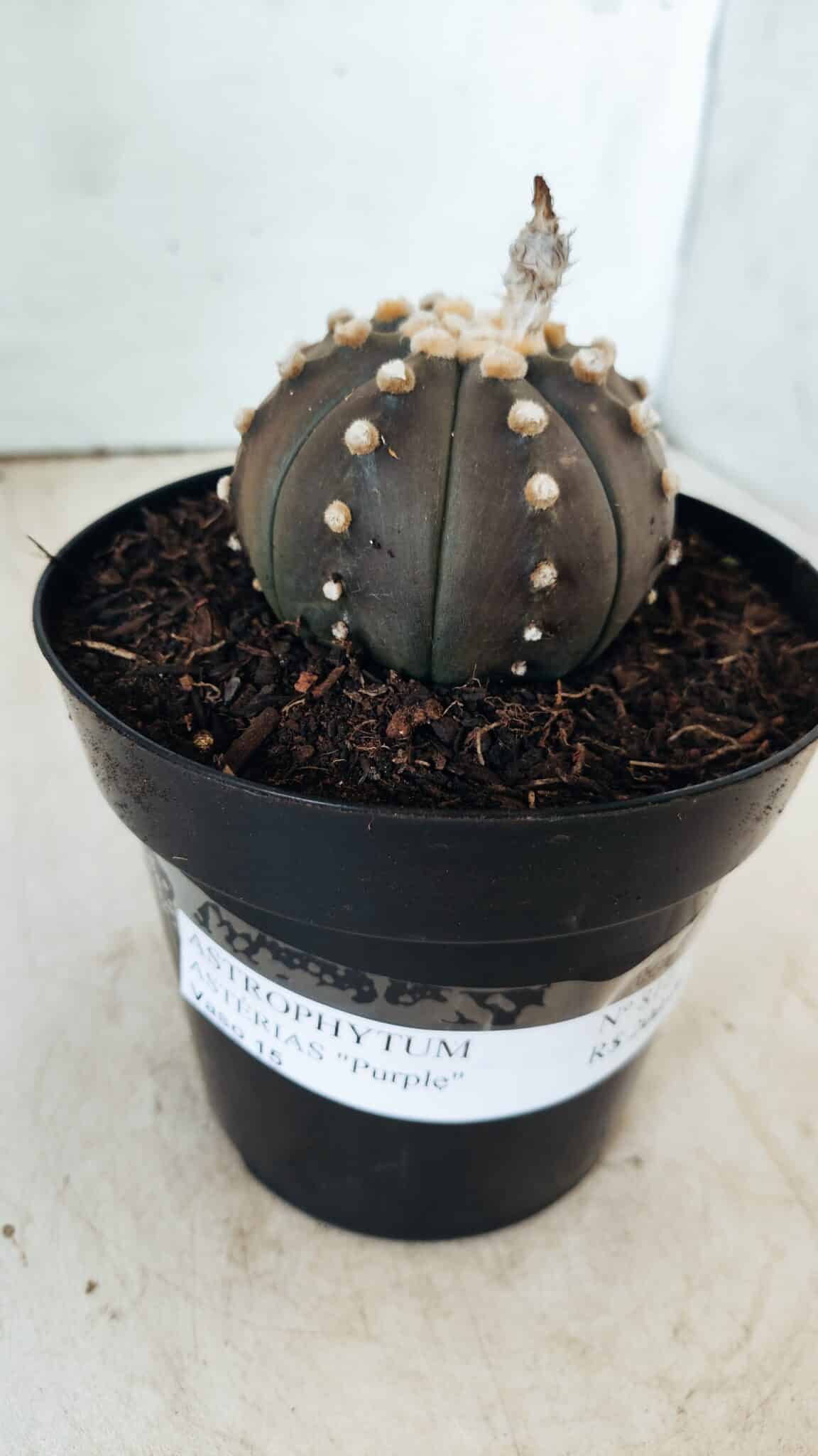 ASTROPHYTUM ASTERIAS “Purple”  Nº 810 – vaso 15