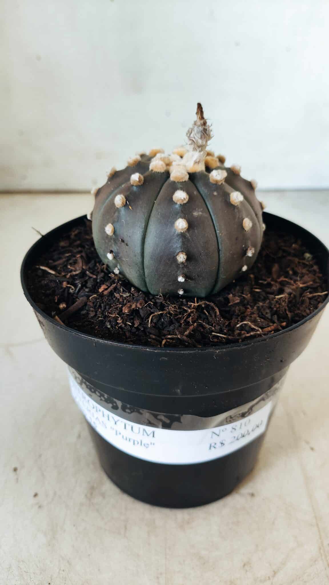 ASTROPHYTUM ASTERIAS “Purple”  Nº 811 – vaso 09