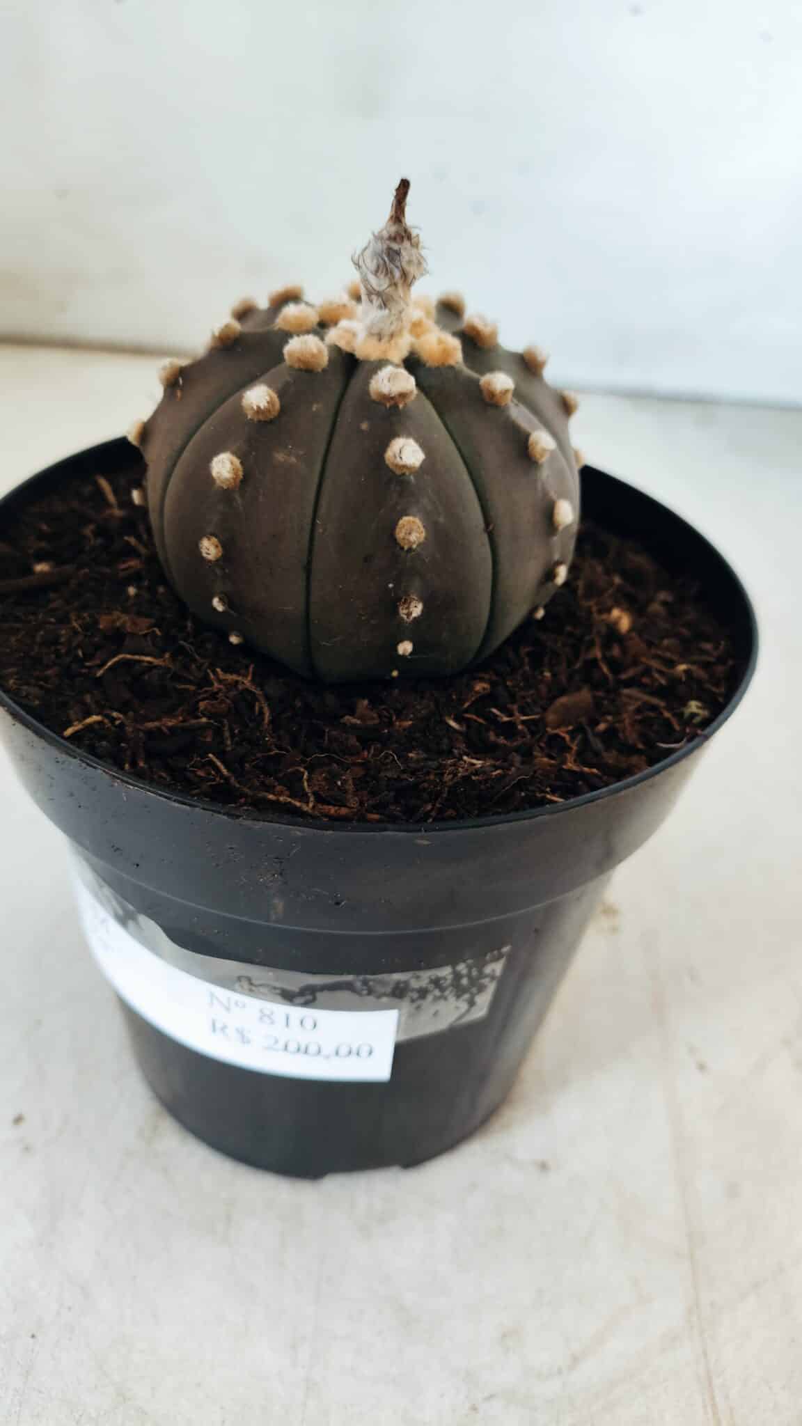 ASTROPHYTUM ASTERIAS “Purple”  Nº 810 – vaso 15