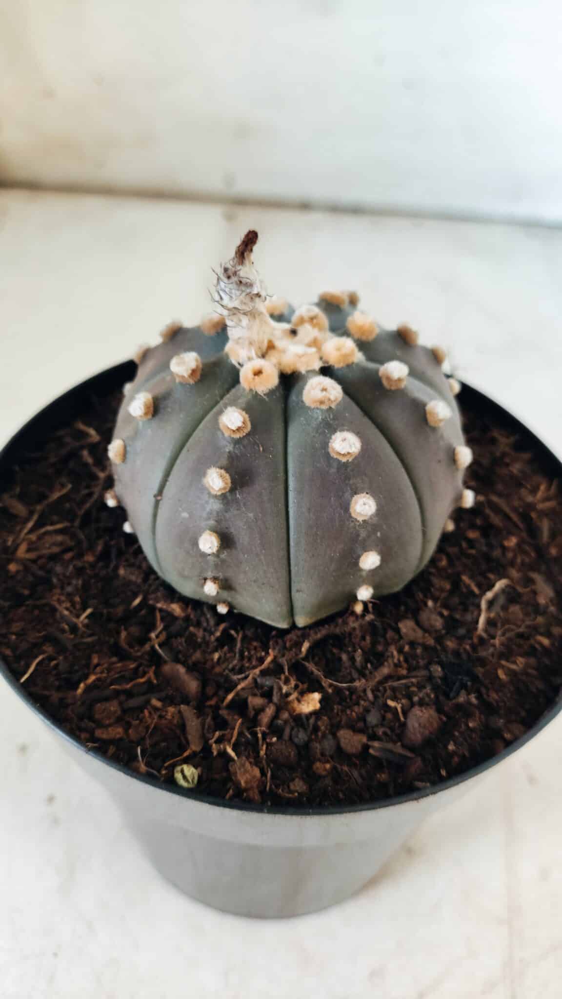 ASTROPHYTUM ASTERIAS “Purple”  Nº 810 – vaso 15