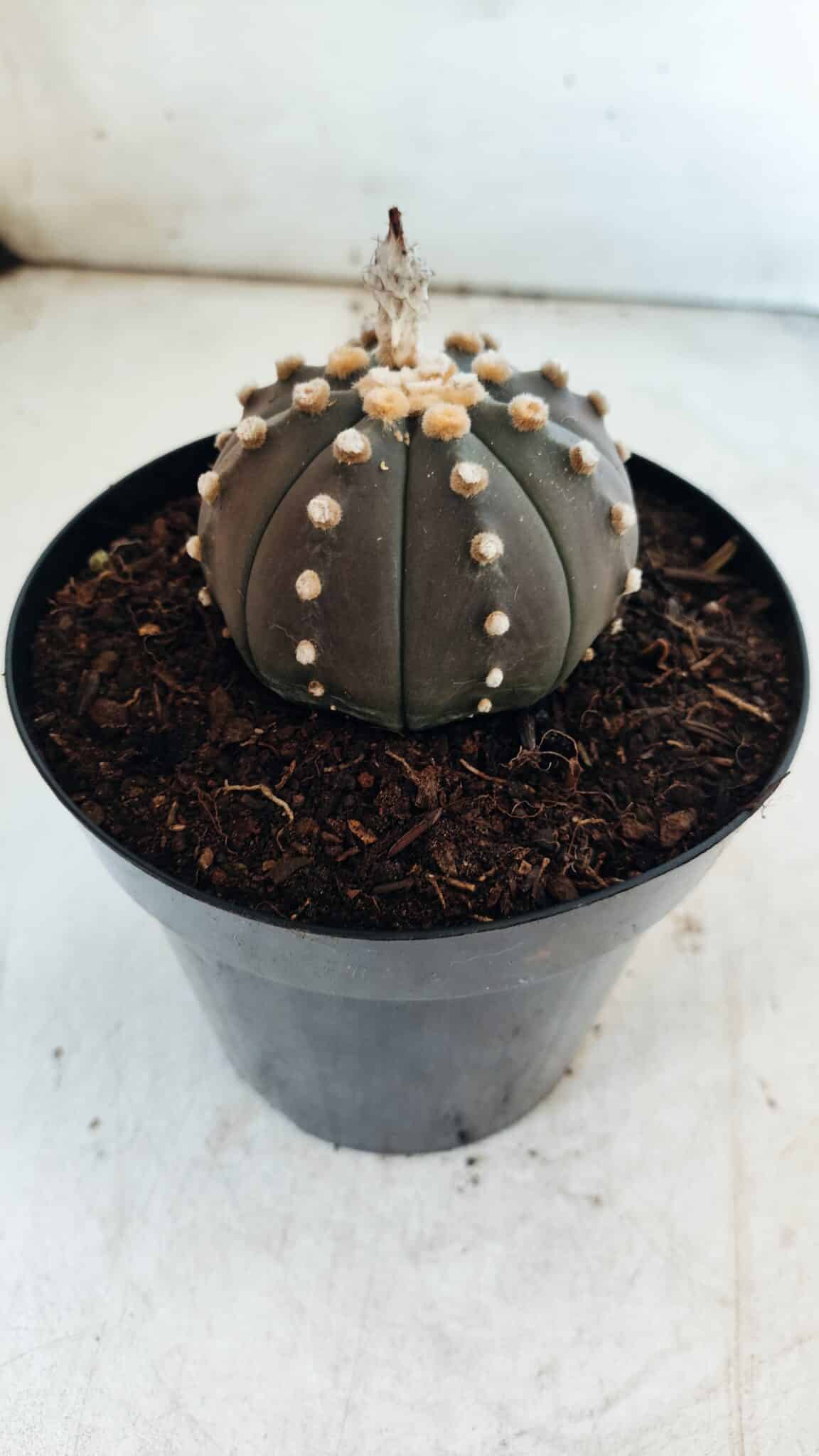 ASTROPHYTUM ASTERIAS “Purple”  Nº 810 – vaso 15