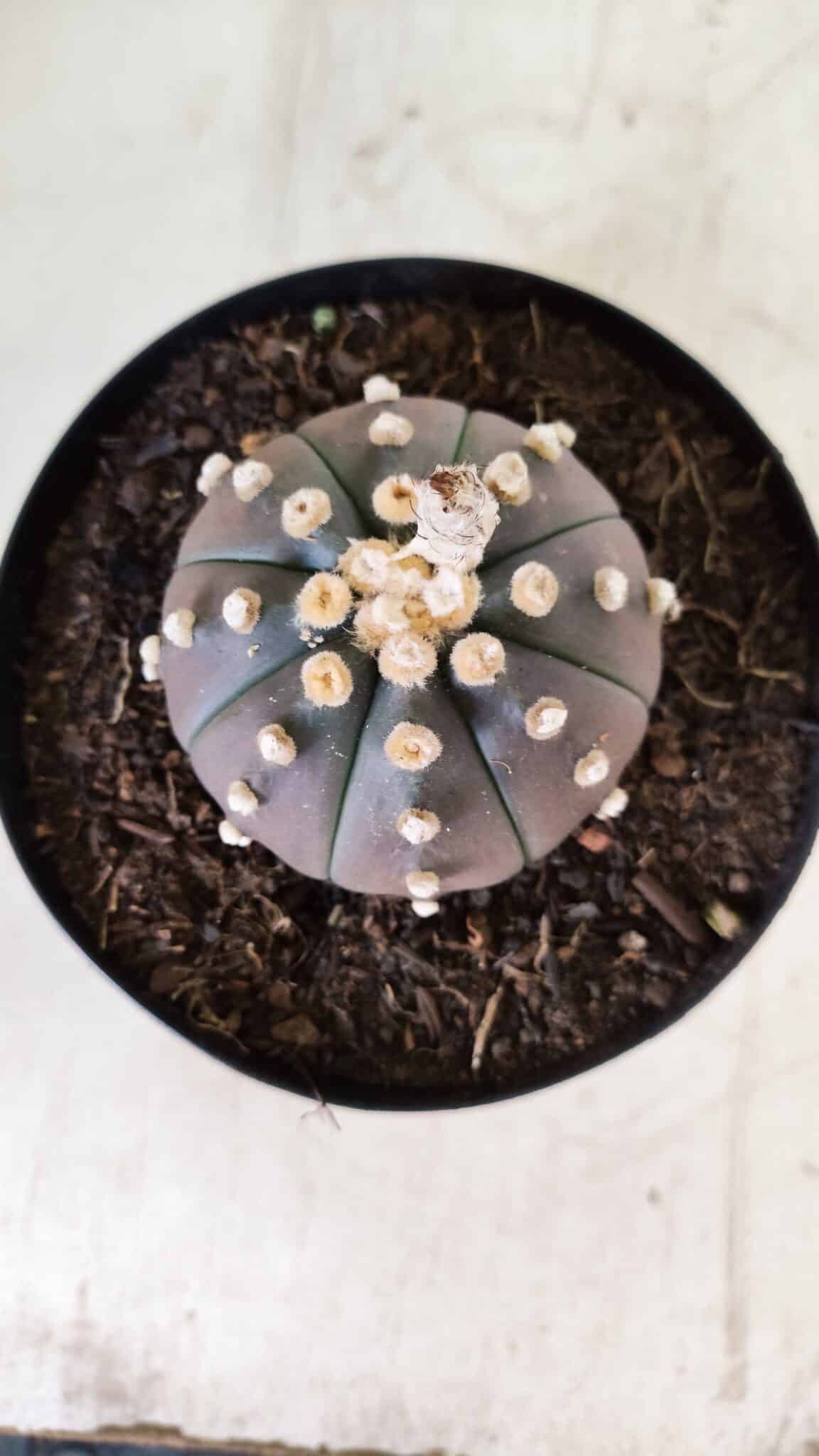 ASTROPHYTUM ASTERIAS “Purple”  Nº 810 – vaso 15