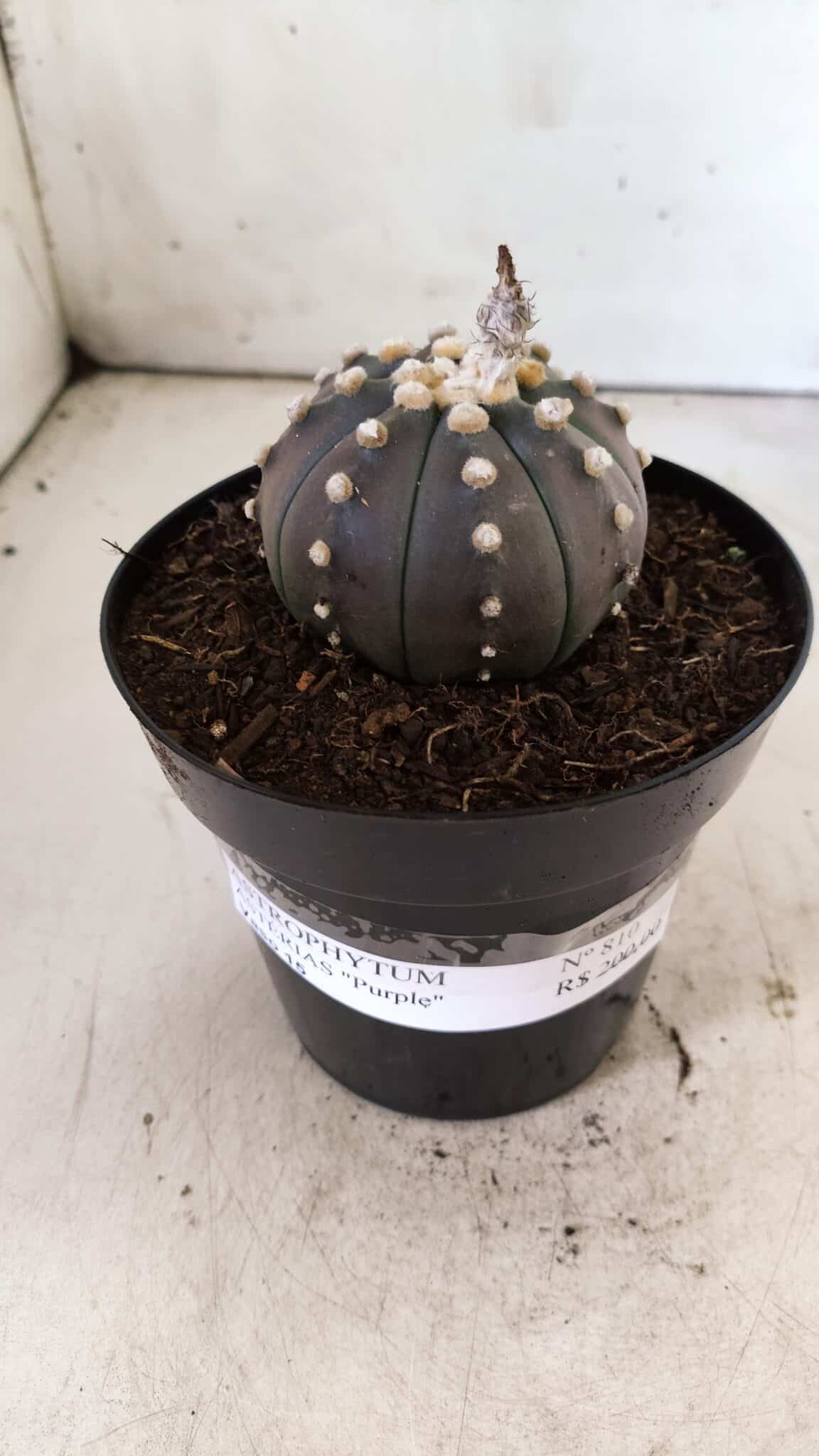 ASTROPHYTUM ASTERIAS “Purple”  Nº 810 – vaso 15