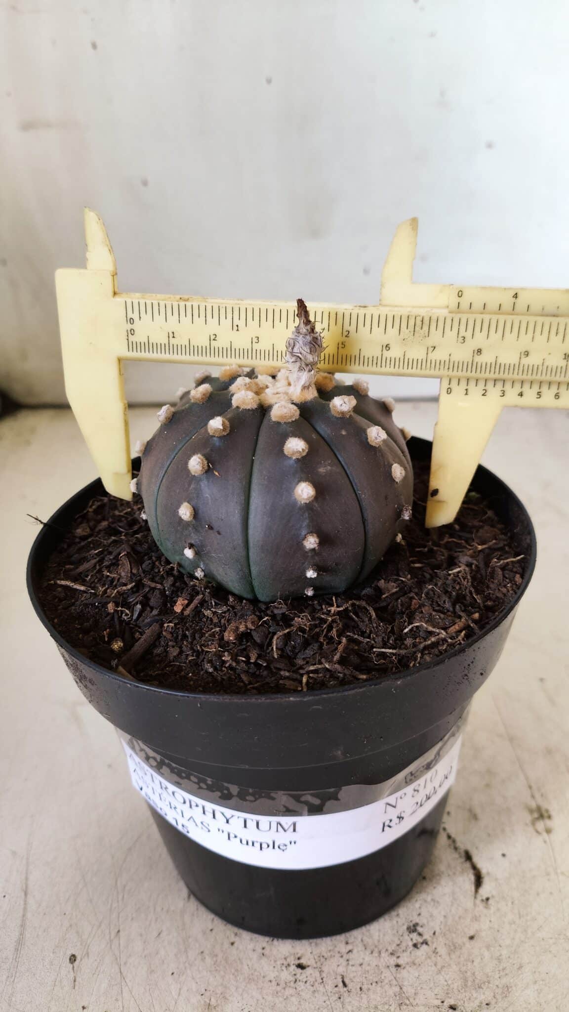 ASTROPHYTUM ASTERIAS “Purple”  Nº 810 – vaso 15