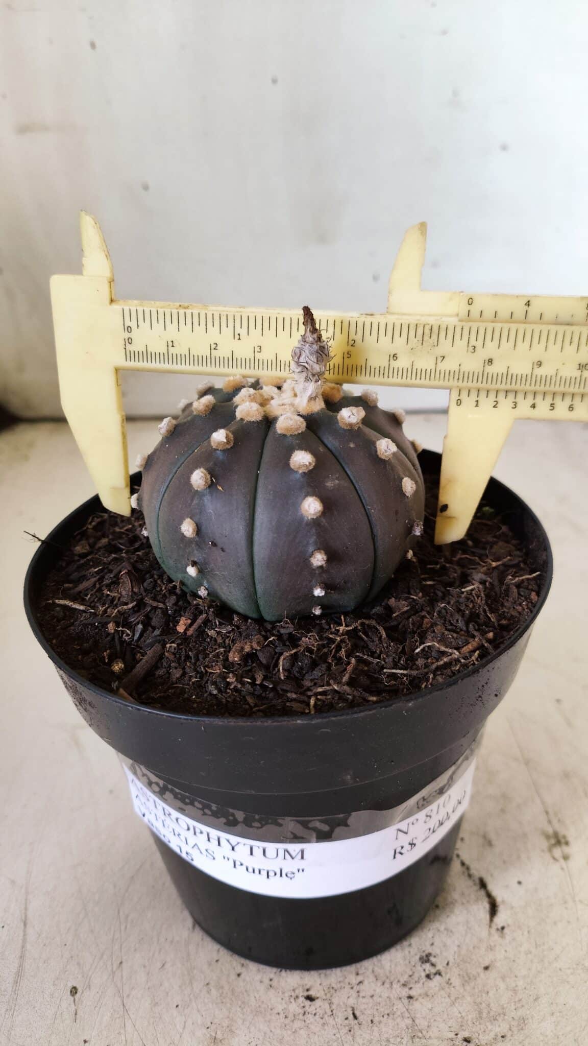 ASTROPHYTUM ASTERIAS “Purple”  Nº 810 – vaso 15