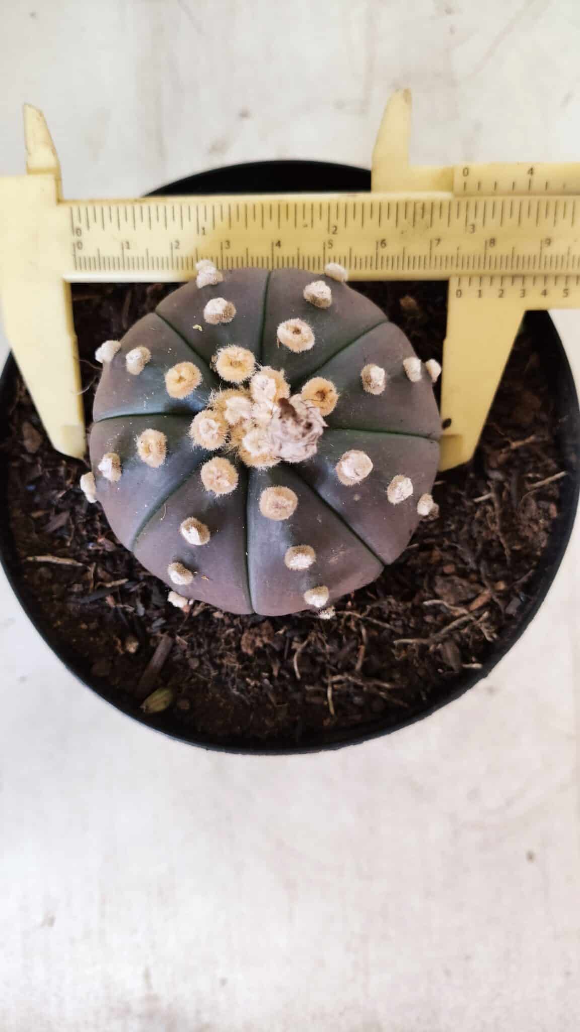 ASTROPHYTUM ASTERIAS “Purple”  Nº 810 – vaso 15