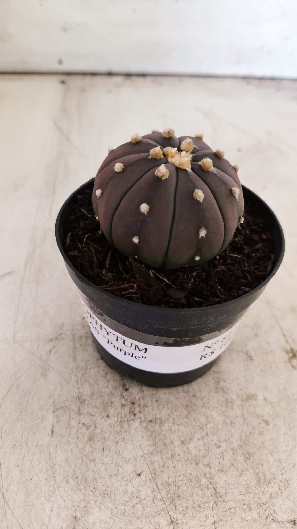 ASTROPHYTUM ASTERIAS “Purple”  Nº 811 – vaso 09