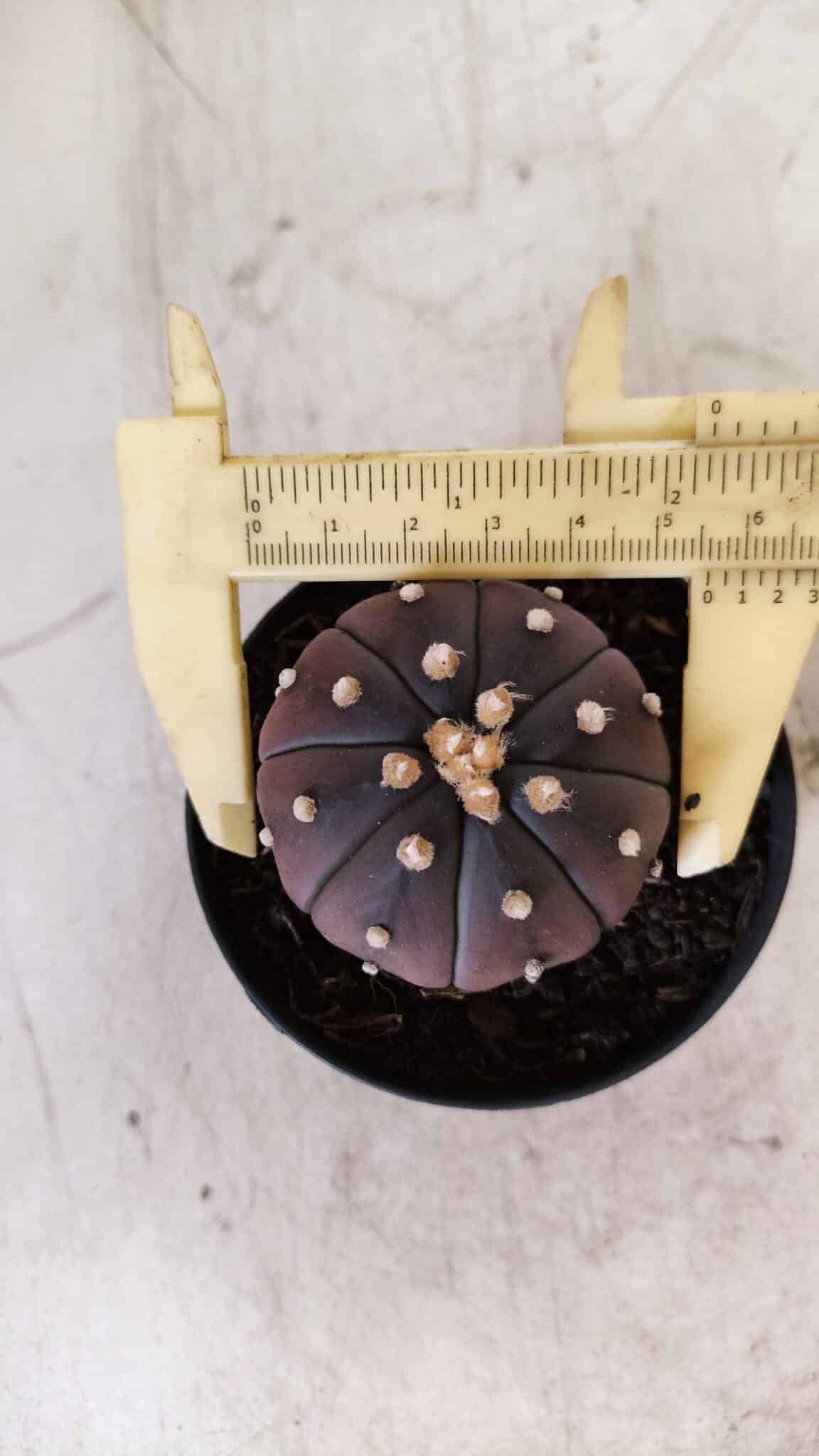 ASTROPHYTUM ASTERIAS “Purple”  Nº 811 – vaso 09