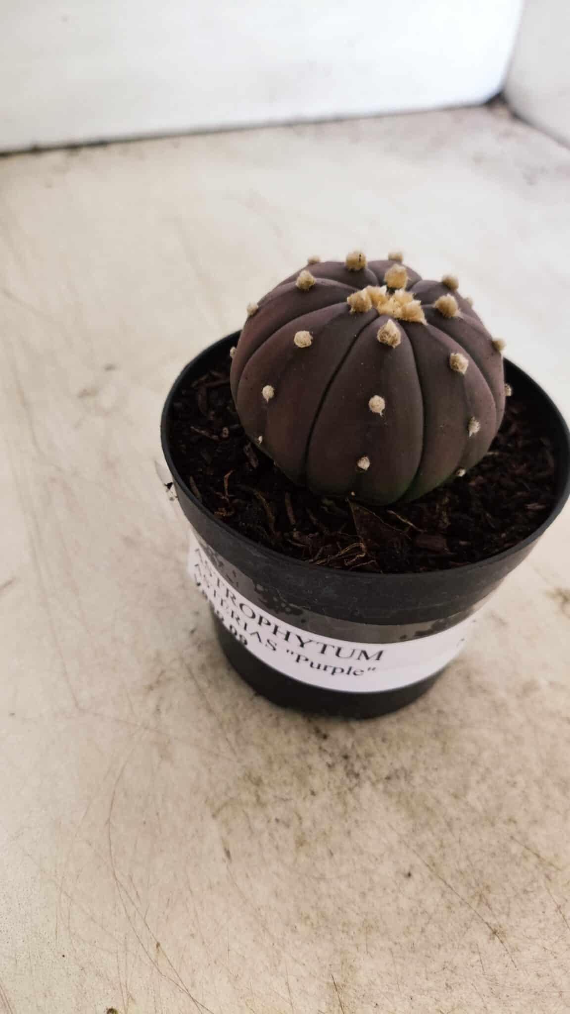 ASTROPHYTUM ASTERIAS “Purple”  Nº 811 – vaso 09