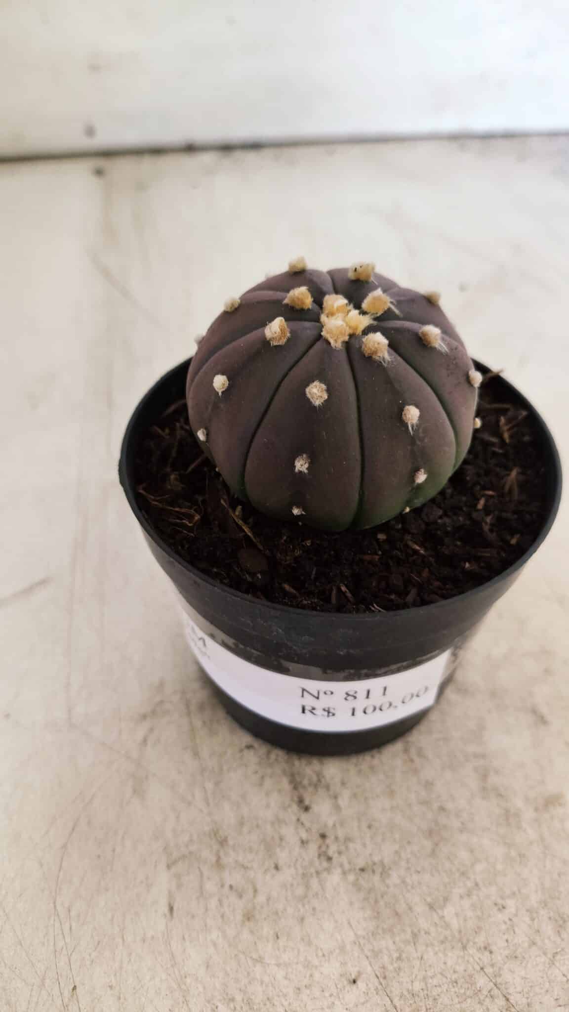 ASTROPHYTUM ASTERIAS “Purple”  Nº 811 – vaso 09