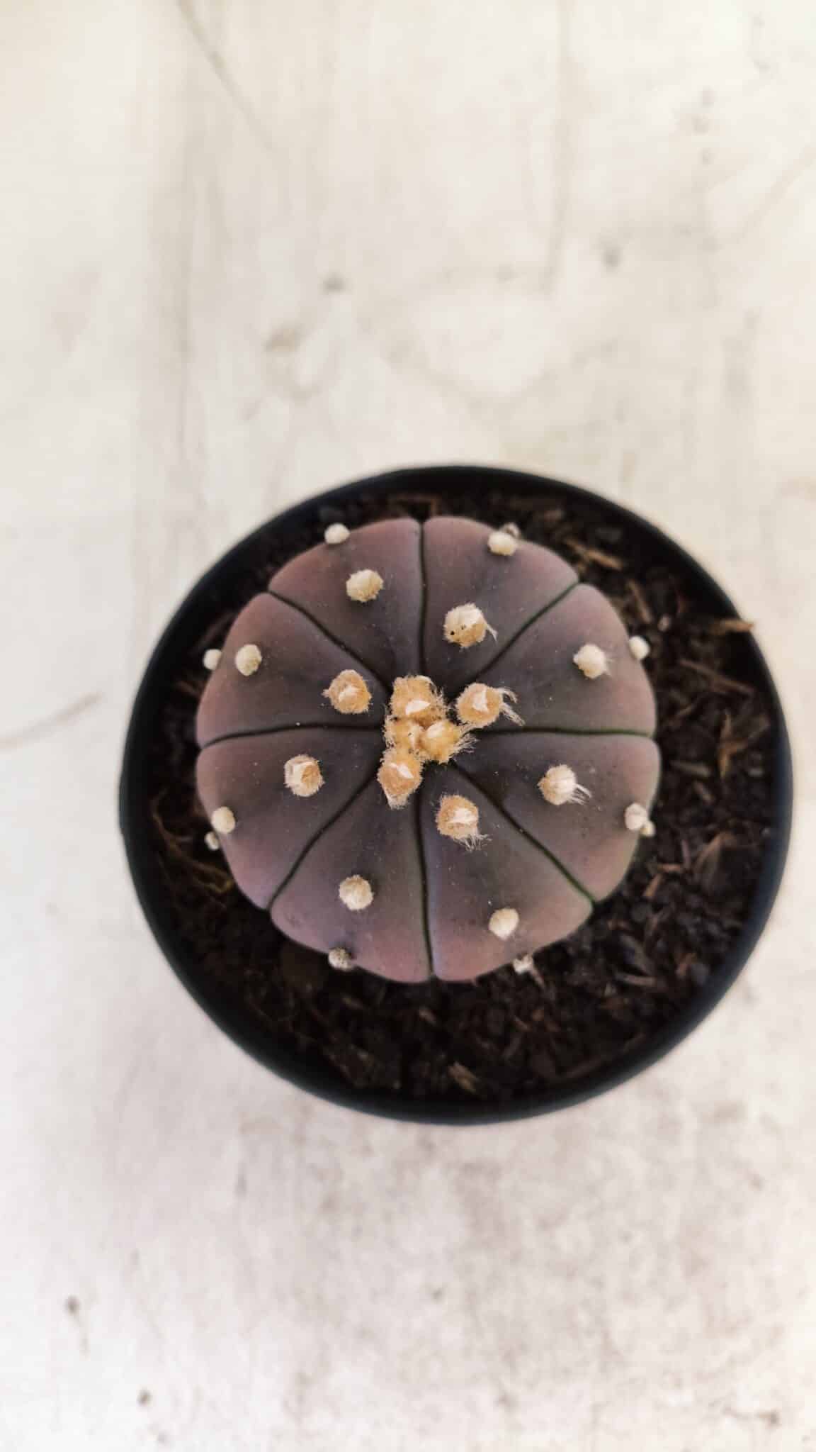 ASTROPHYTUM ASTERIAS “Purple”  Nº 811 – vaso 09