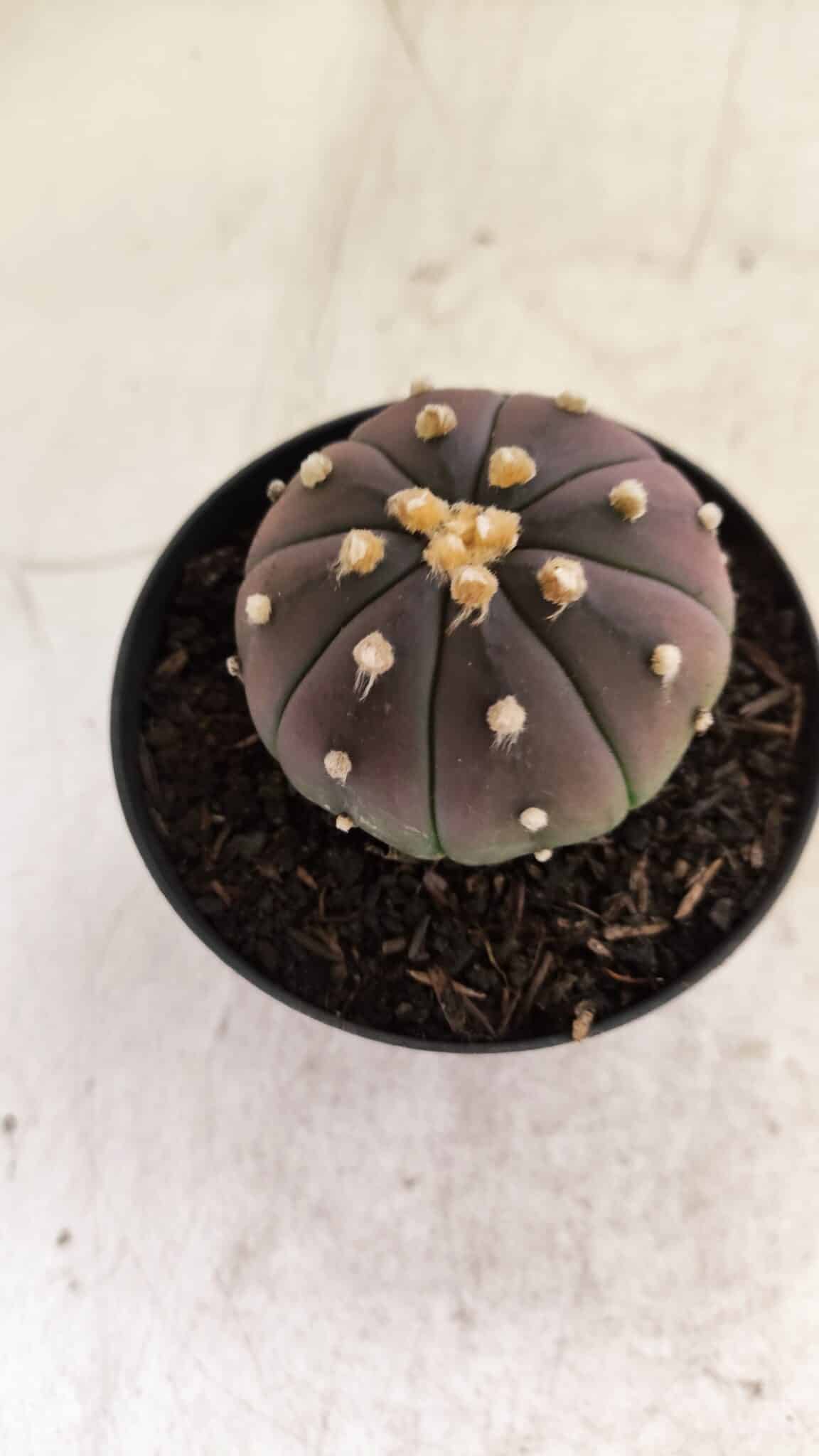 ASTROPHYTUM ASTERIAS “Purple”  Nº 811 – vaso 09