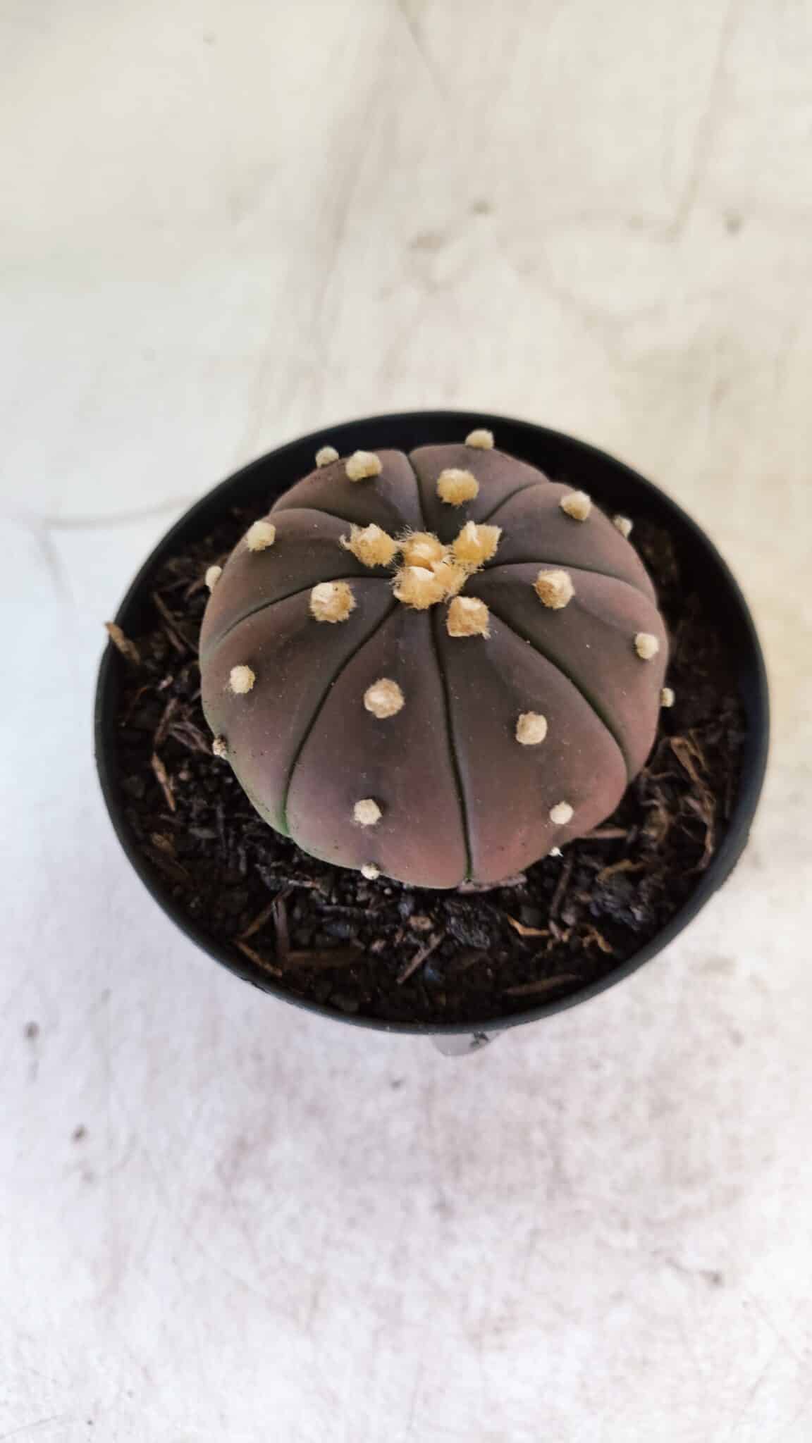 ASTROPHYTUM ASTERIAS “Purple”  Nº 811 – vaso 09