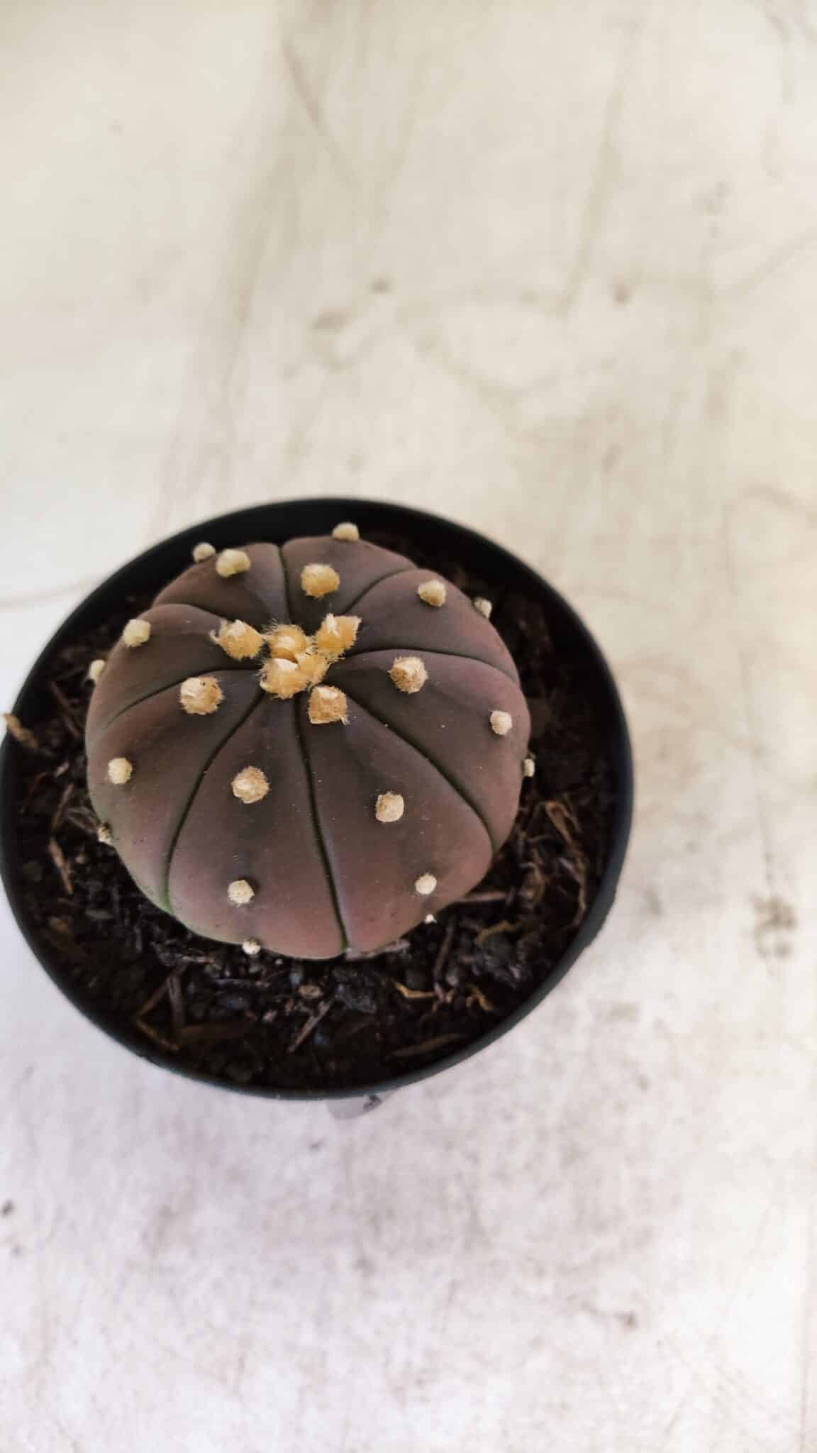 ASTROPHYTUM ASTERIAS “Purple”  Nº 811 – vaso 09