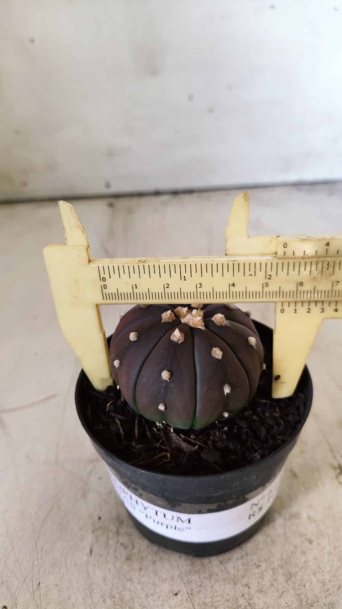 ASTROPHYTUM ASTERIAS “Purple”  Nº 811 – vaso 09