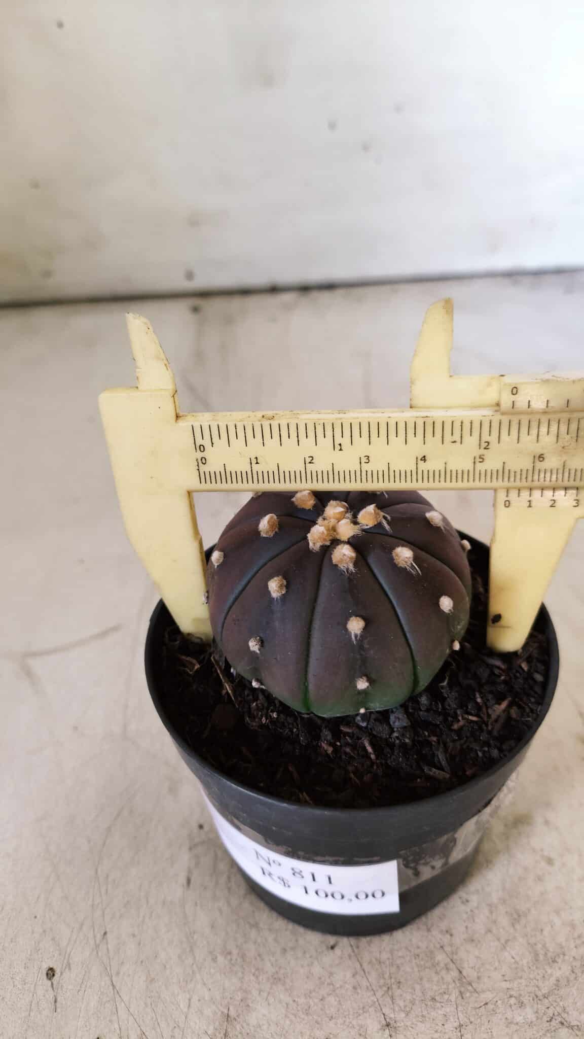 ASTROPHYTUM ASTERIAS “Purple”  Nº 811 – vaso 09