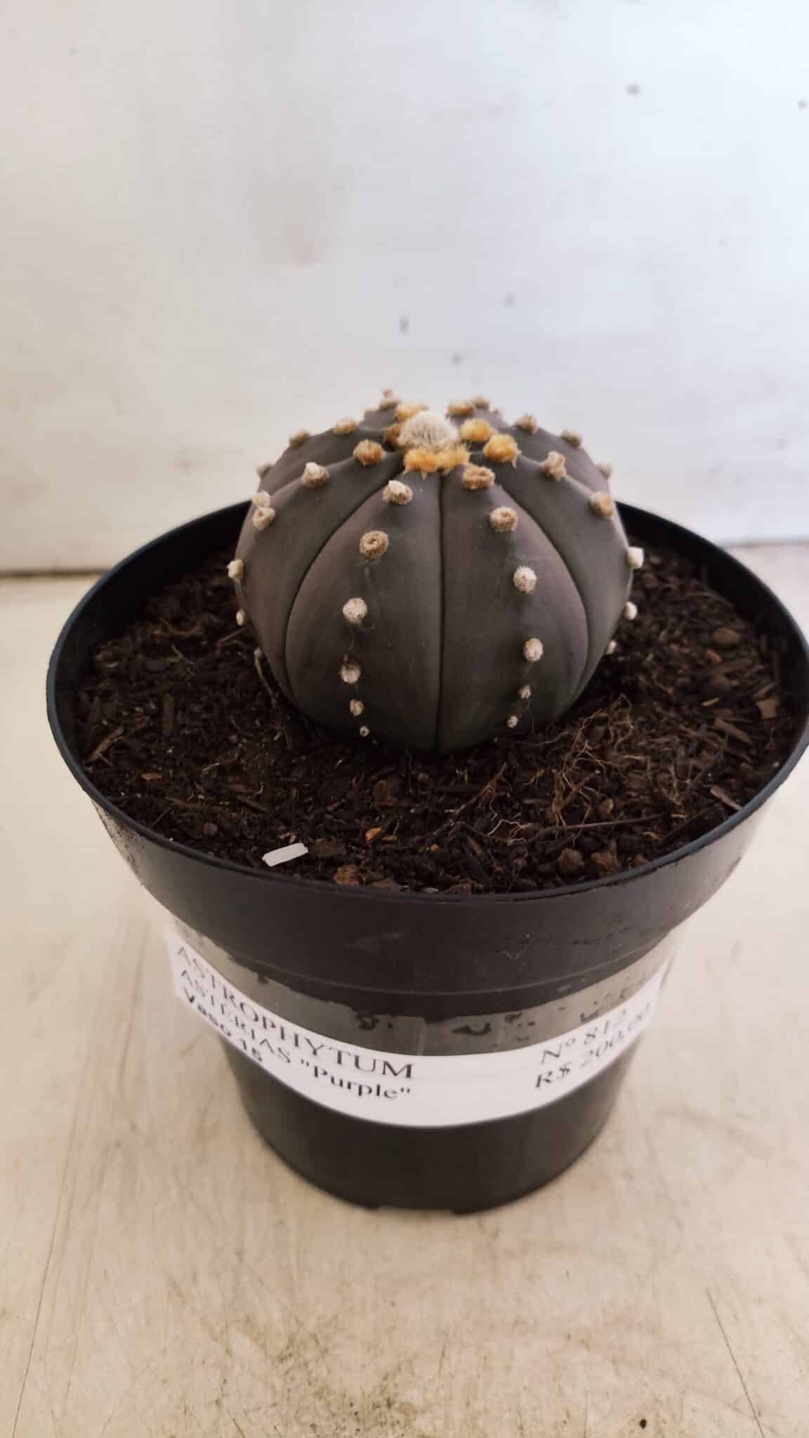 ASTROPHYTUM ASTERIAS “Purple”  Nº 812 – vaso 15