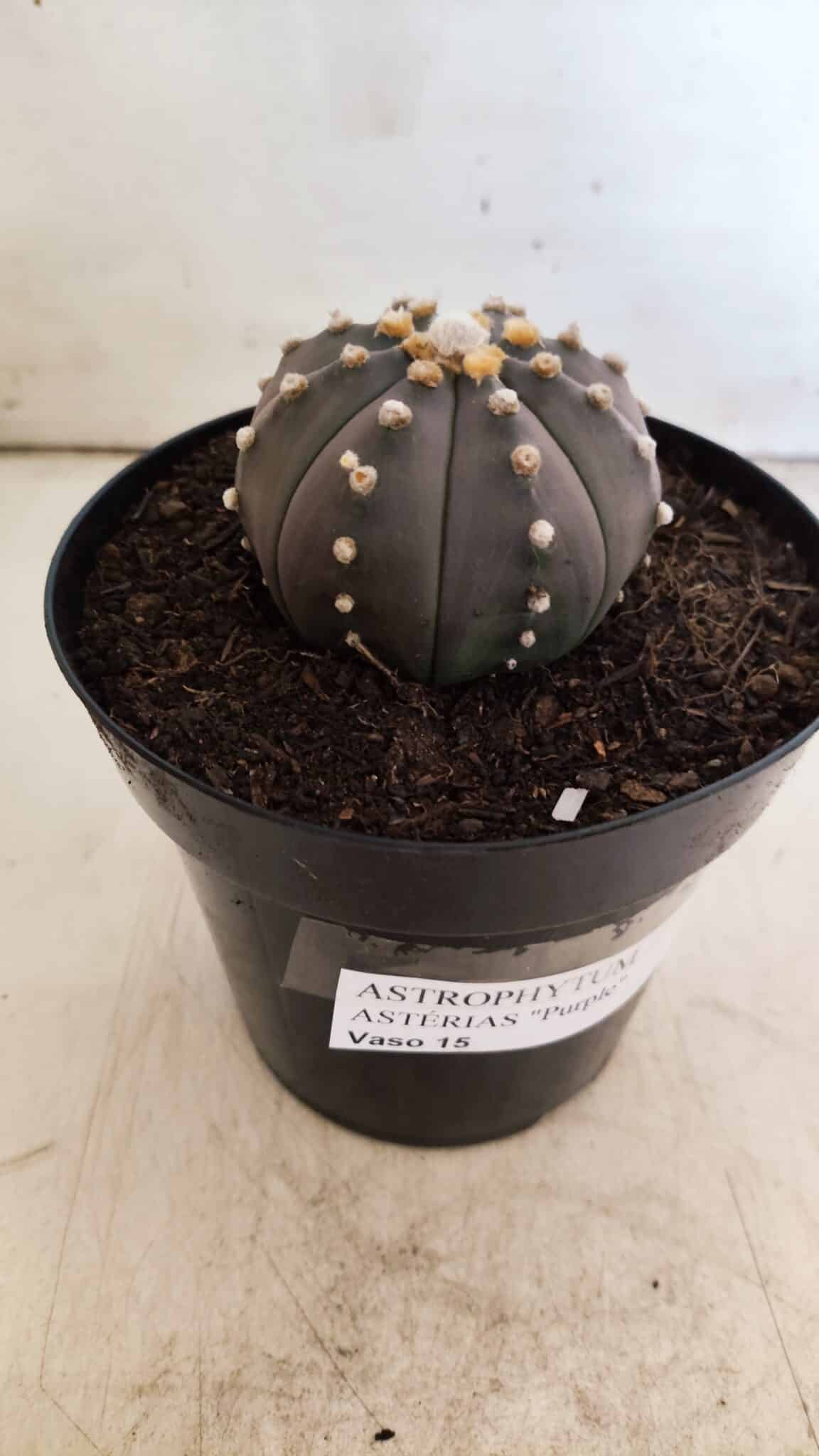 ASTROPHYTUM ASTERIAS “Purple”  Nº 812 – vaso 15