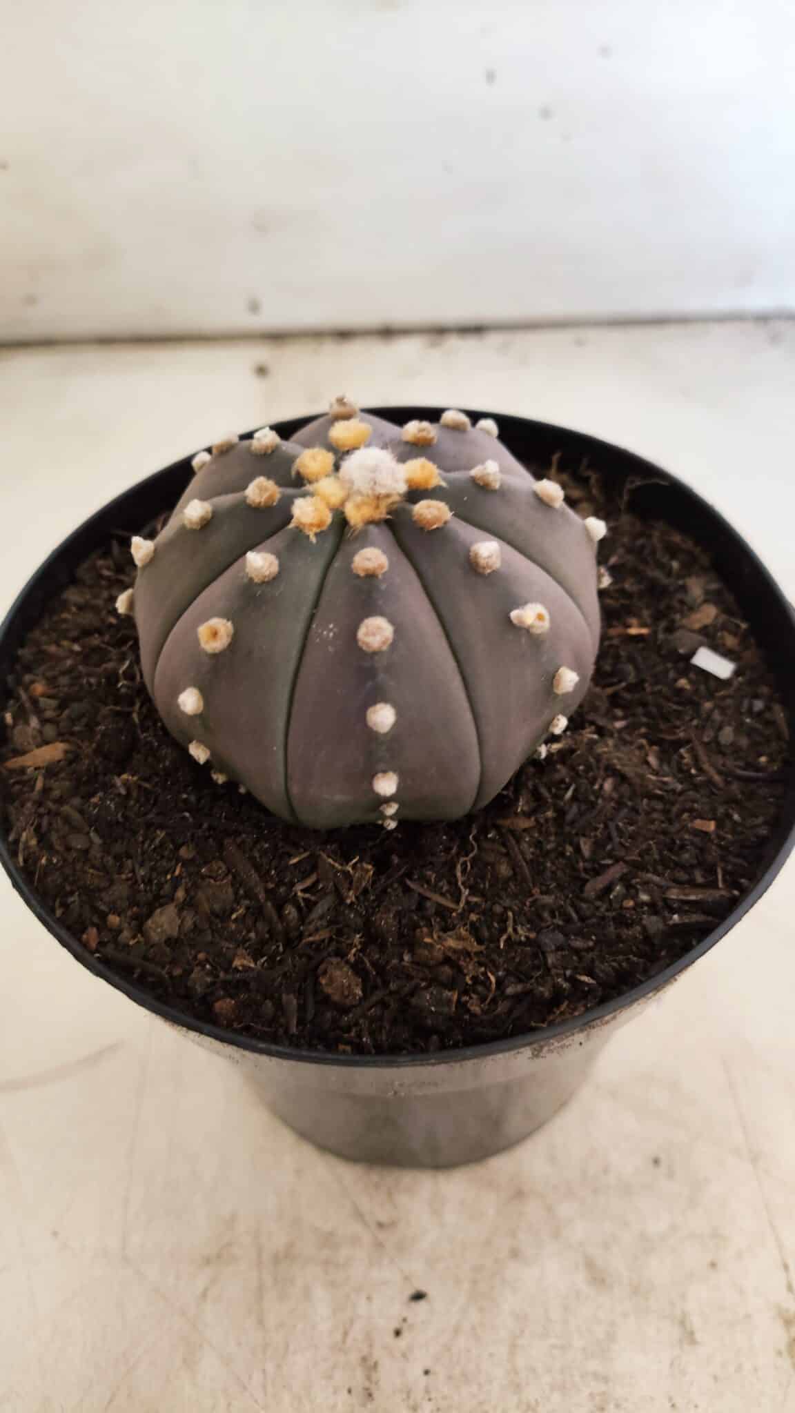 ASTROPHYTUM ASTERIAS “Purple”  Nº 812 – vaso 15