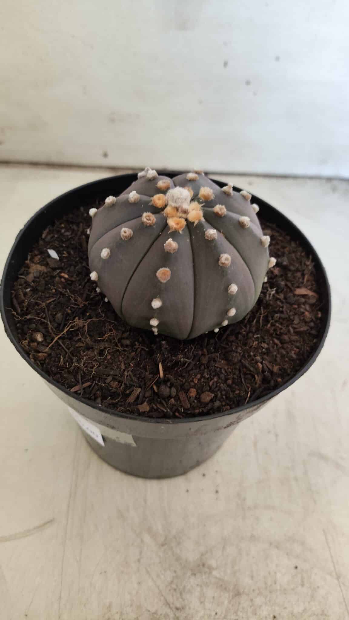 ASTROPHYTUM ASTERIAS “Purple”  Nº 812 – vaso 15