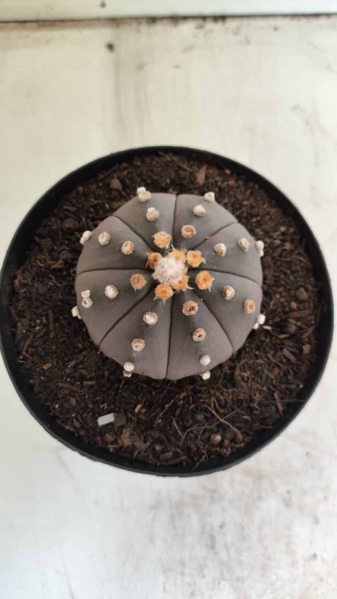 ASTROPHYTUM ASTERIAS “Purple”  Nº 812 – vaso 15