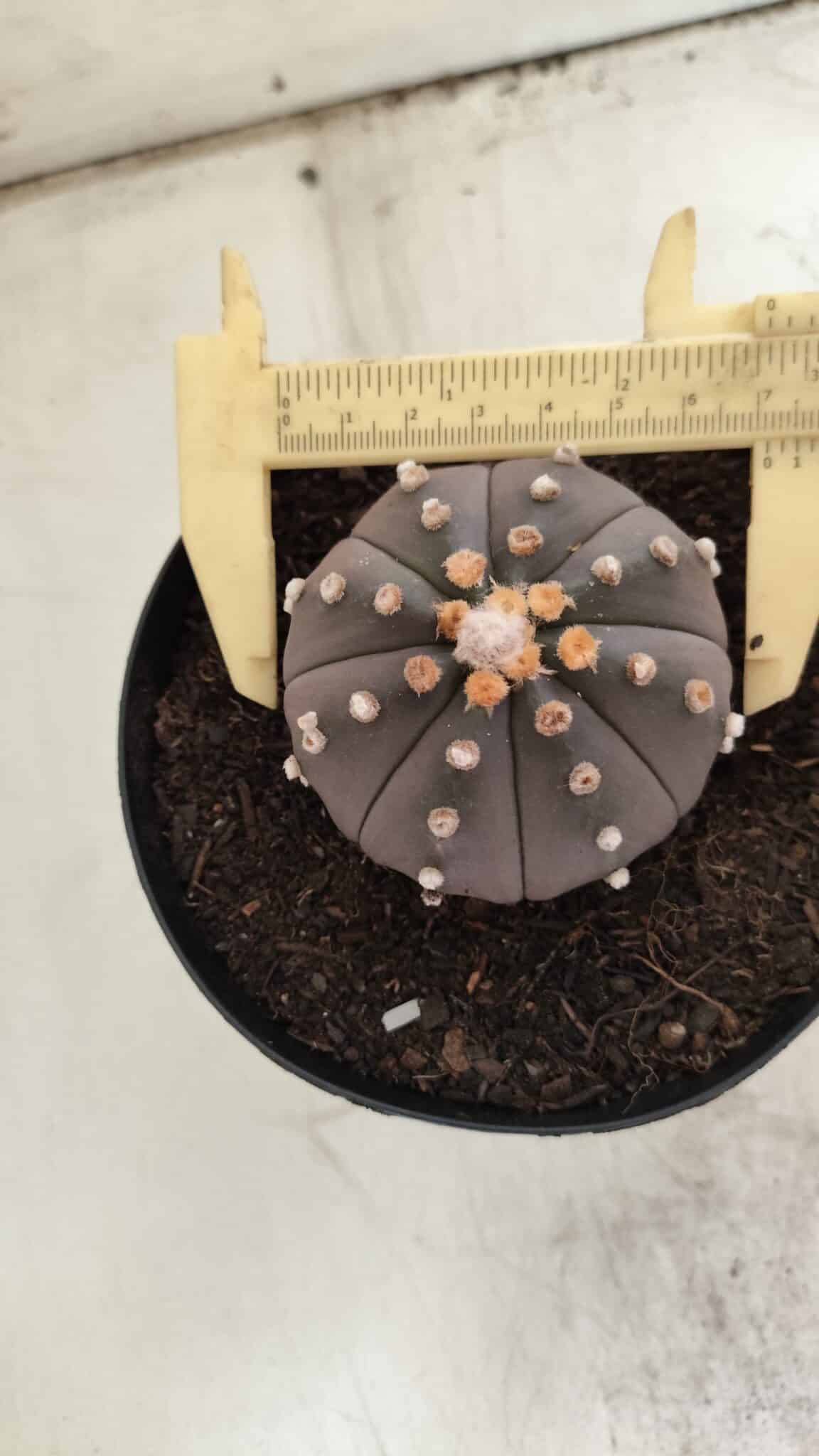 ASTROPHYTUM ASTERIAS “Purple”  Nº 812 – vaso 15
