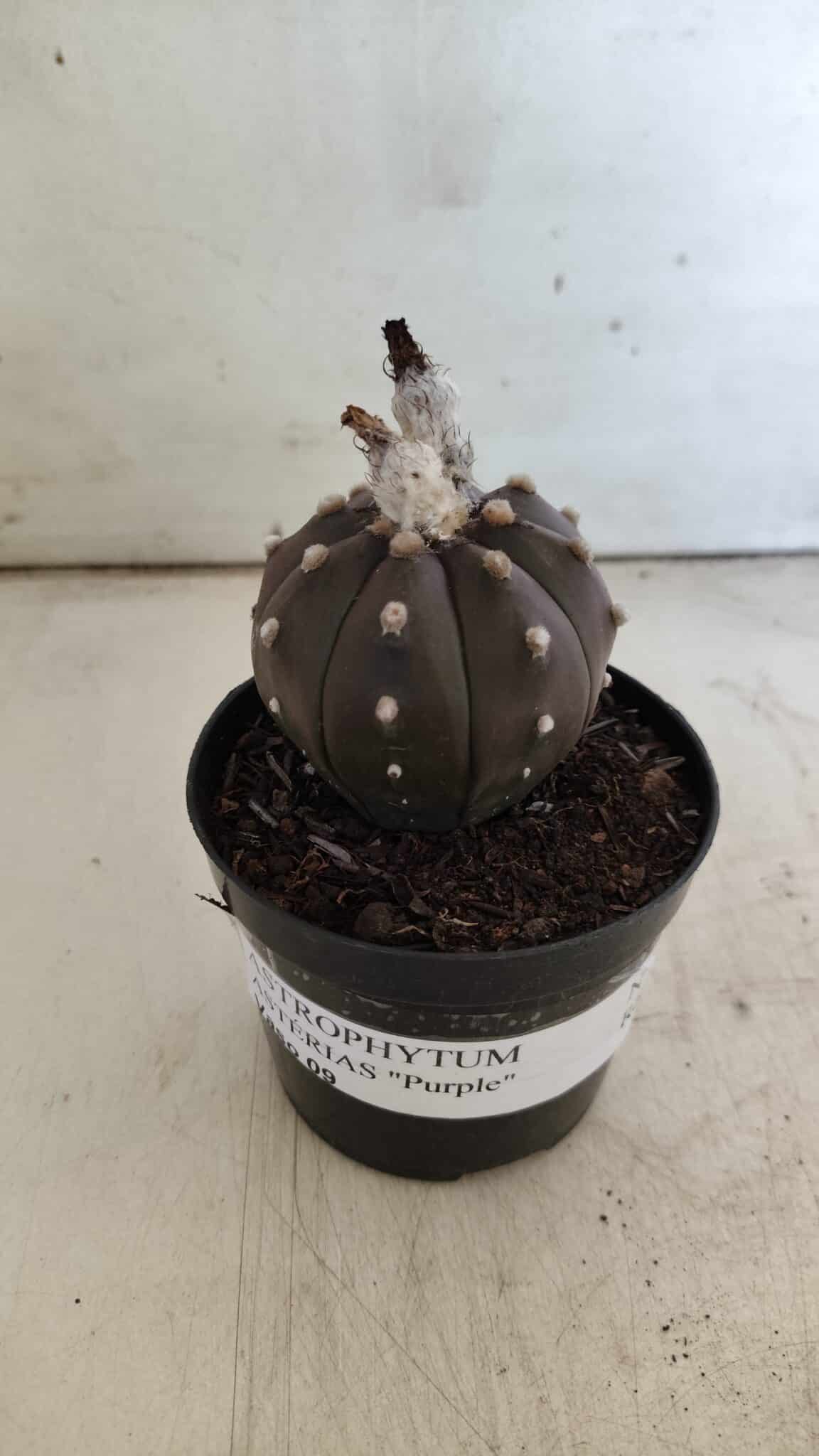 ASTROPHYTUM ASTERIAS “Purple”  Nº 813 – vaso 09