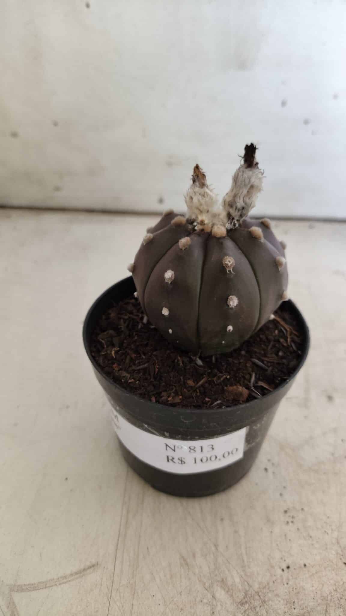 ASTROPHYTUM ASTERIAS “Purple”  Nº 813 – vaso 09