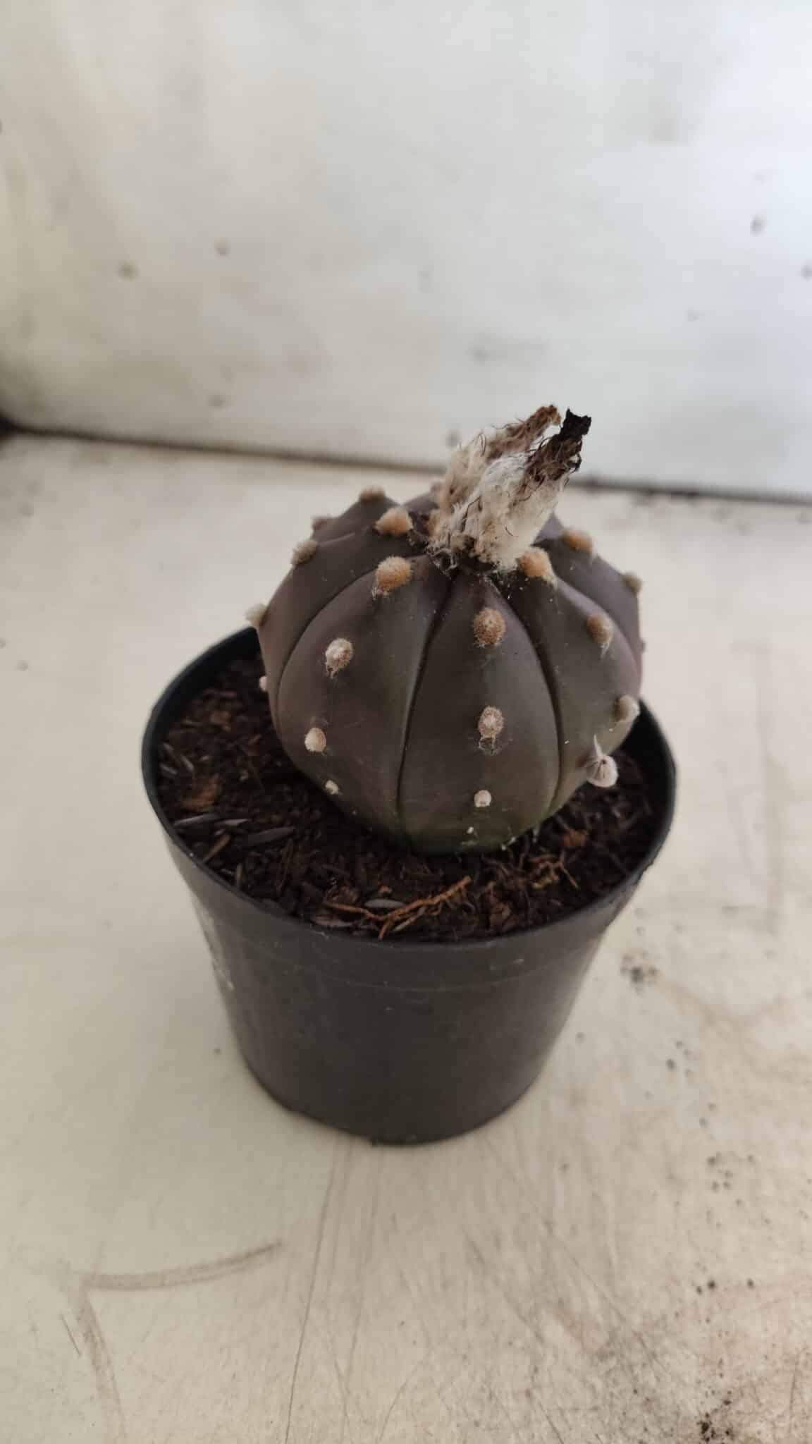 ASTROPHYTUM ASTERIAS “Purple”  Nº 813 – vaso 09