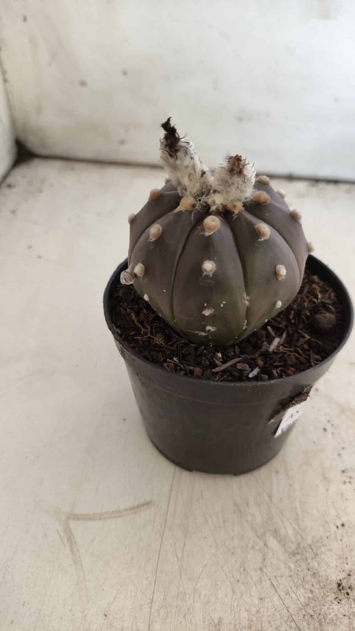 ASTROPHYTUM ASTERIAS “Purple”  Nº 813 – vaso 09