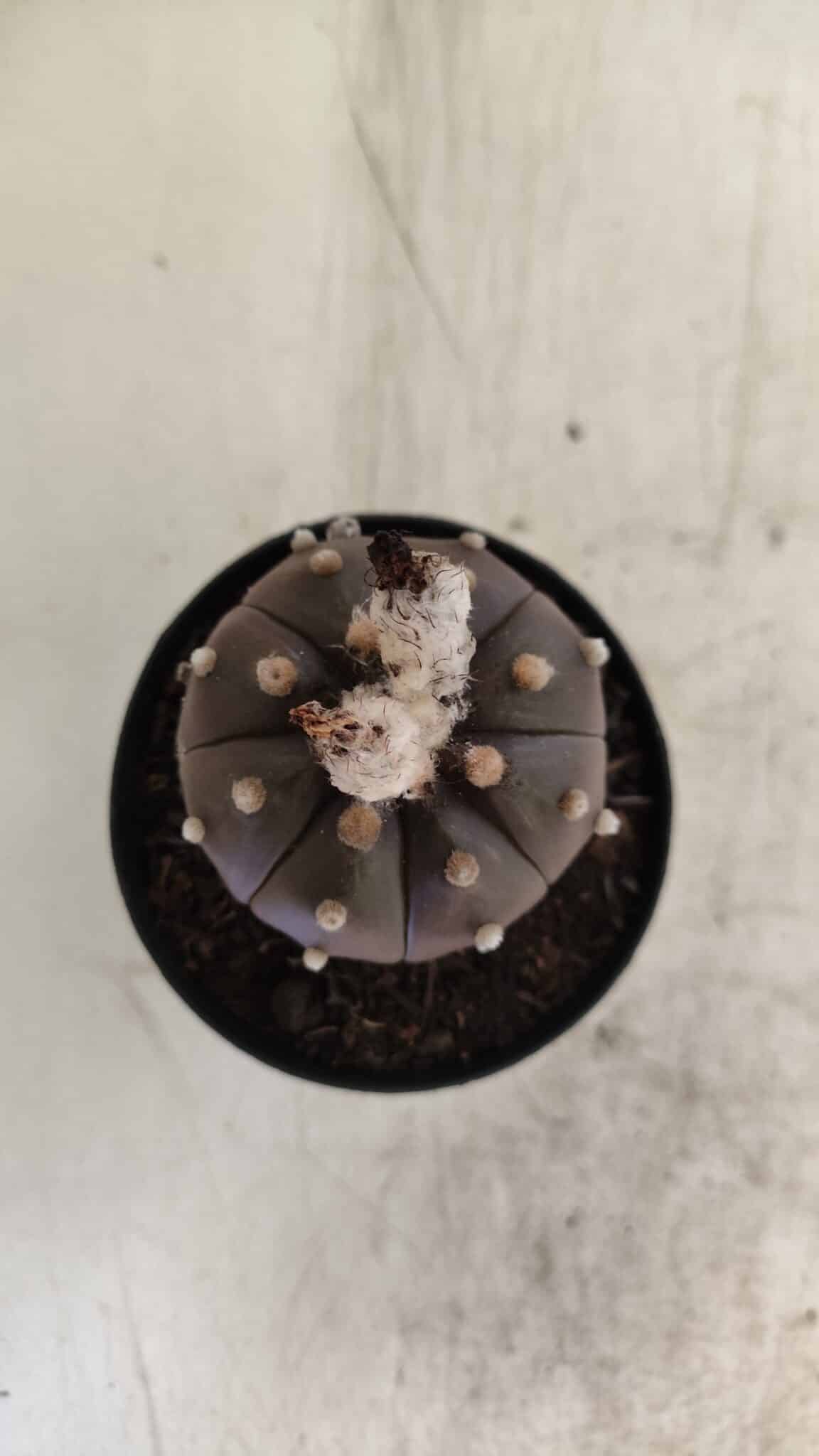 ASTROPHYTUM ASTERIAS “Purple”  Nº 813 – vaso 09