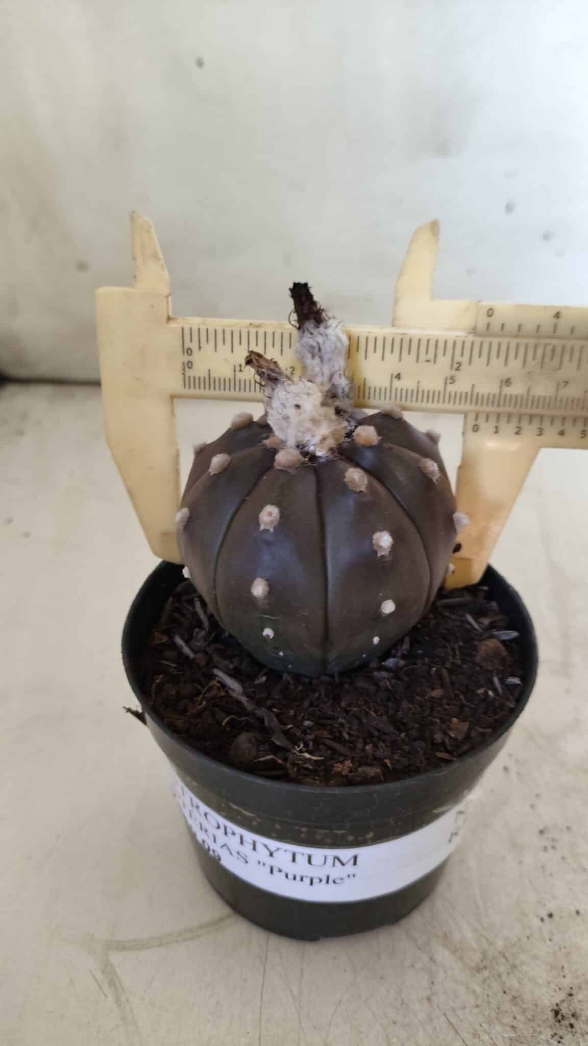 ASTROPHYTUM ASTERIAS “Purple”  Nº 813 – vaso 09