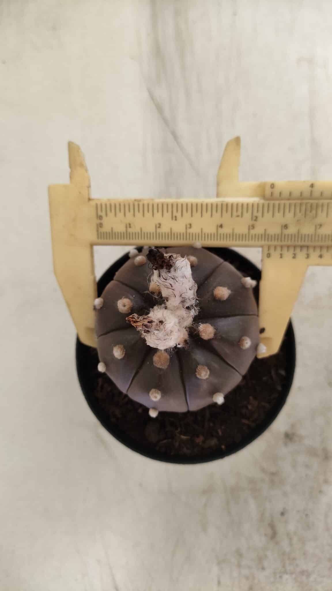 ASTROPHYTUM ASTERIAS “Purple”  Nº 813 – vaso 09