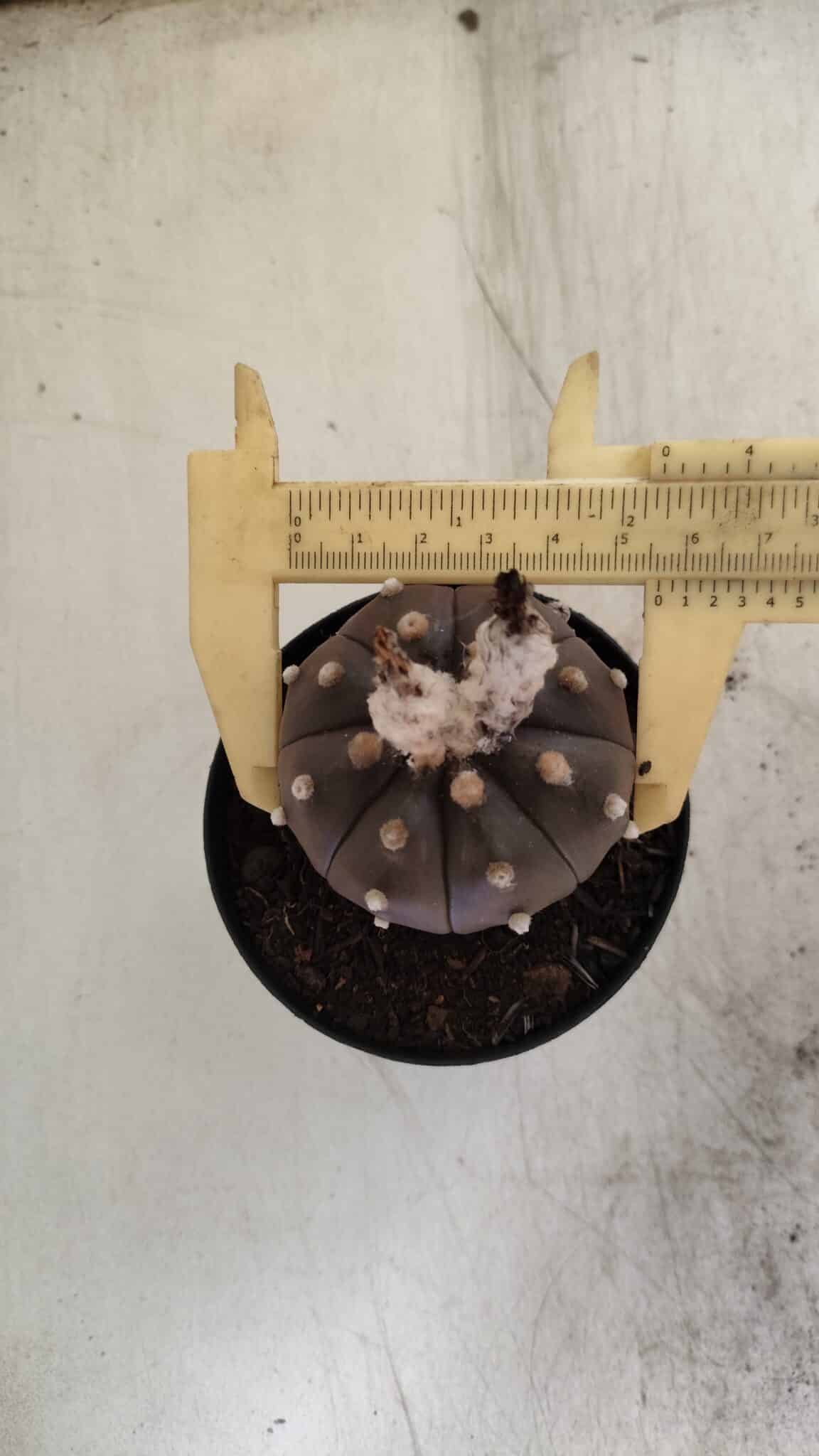 ASTROPHYTUM ASTERIAS “Purple”  Nº 813 – vaso 09