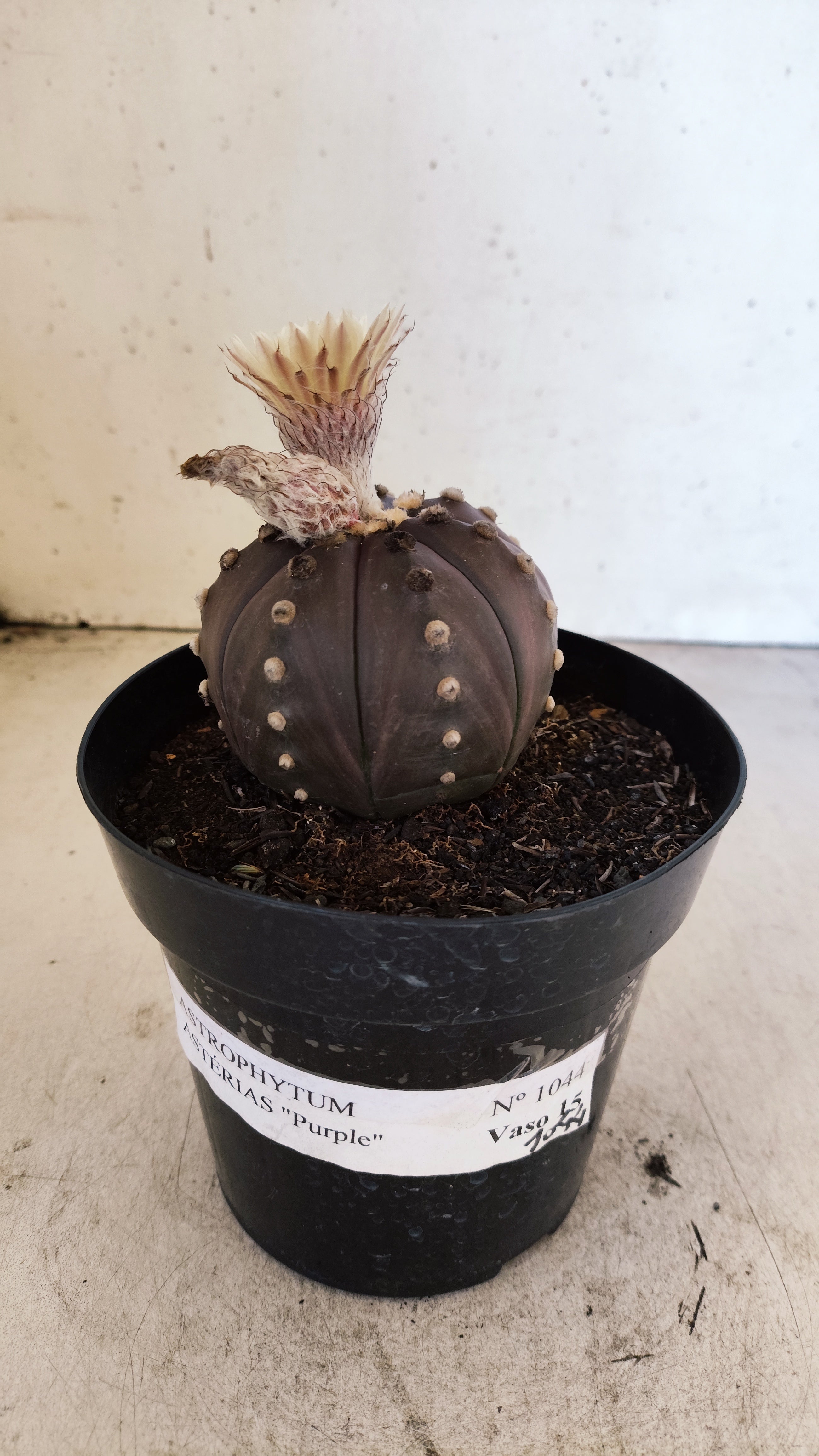 MATRIZ ASTROPHYTUM ASTERIAS “Purple”  Akabana  Nº 1044 – vaso 15