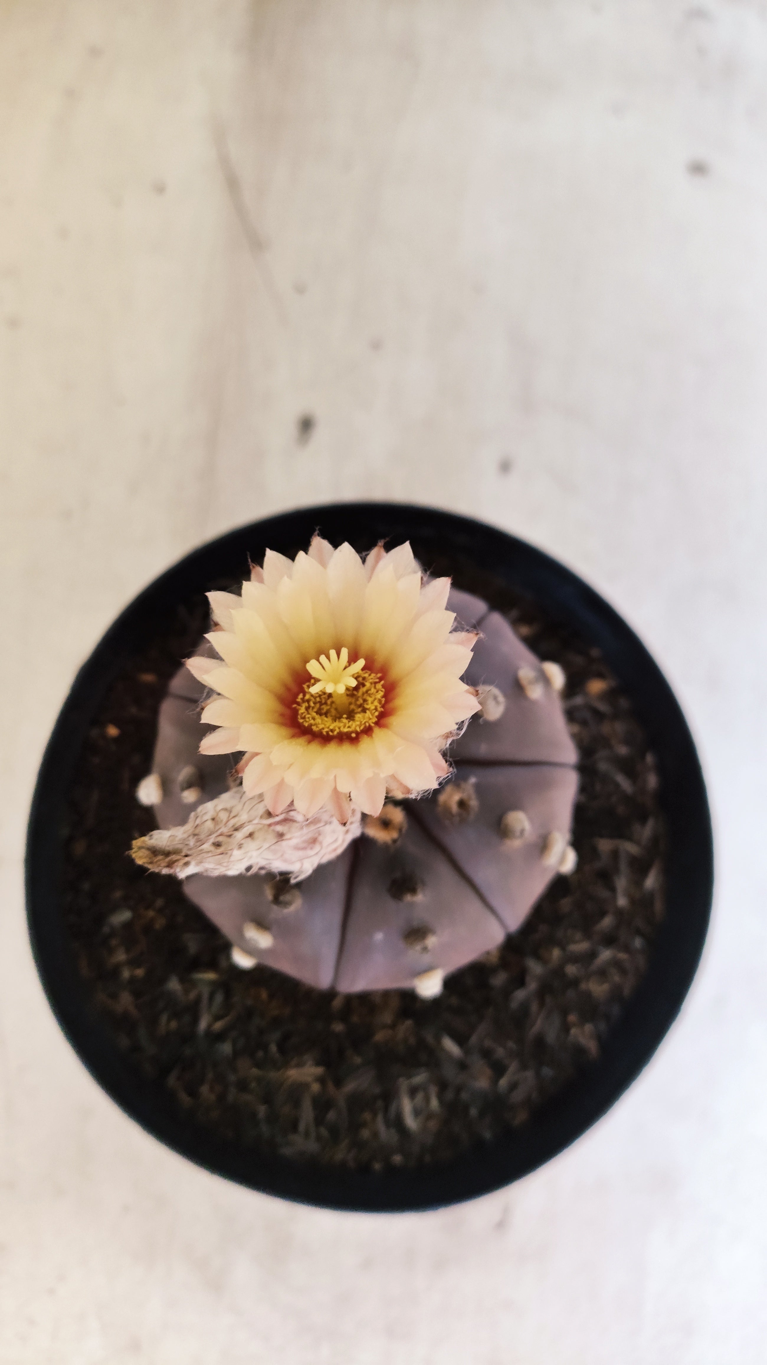 MATRIZ ASTROPHYTUM ASTERIAS “Purple”  Akabana  Nº 1044 – vaso 15