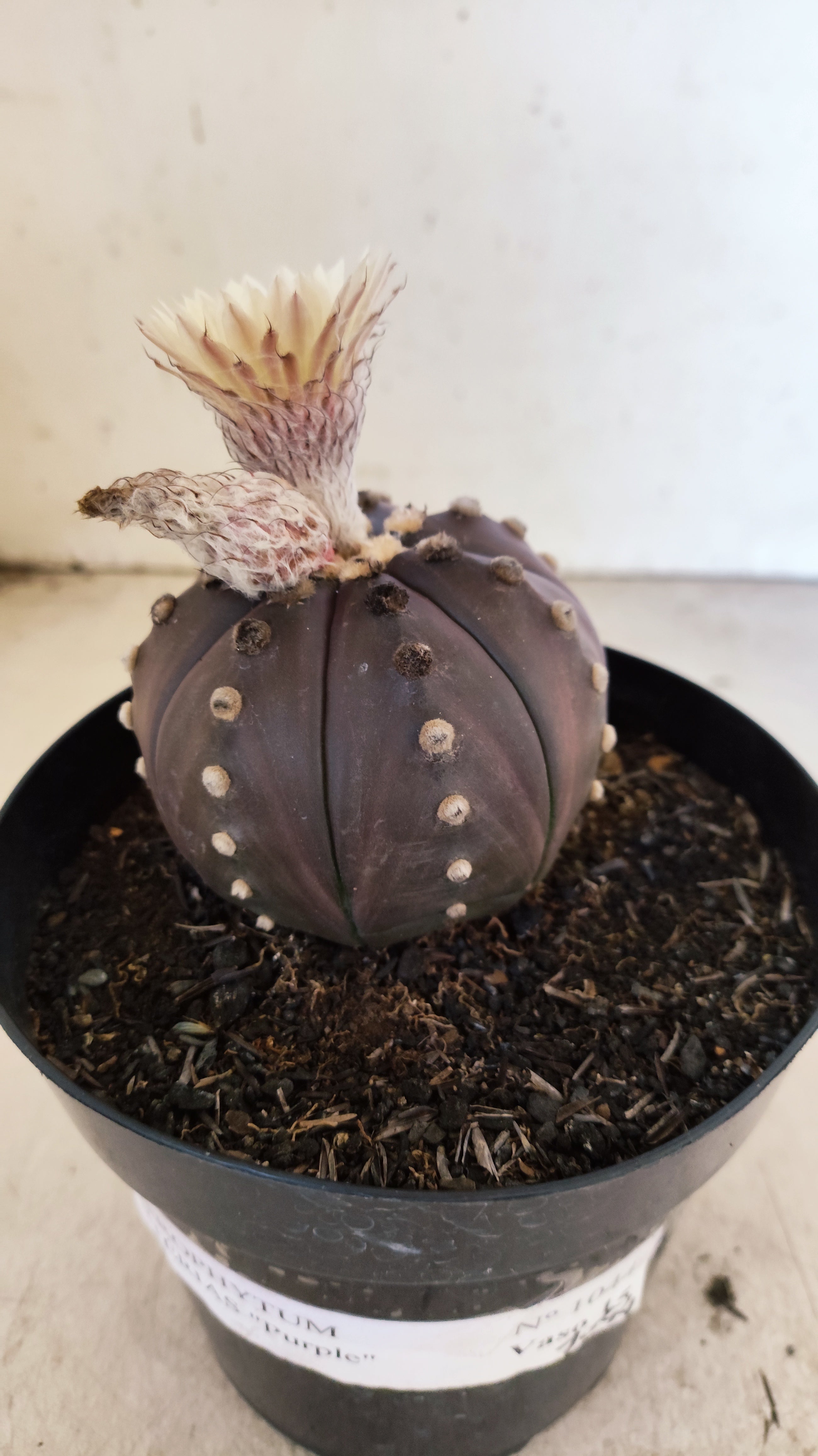 MATRIZ ASTROPHYTUM ASTERIAS “Purple”  Akabana  Nº 1044 – vaso 15