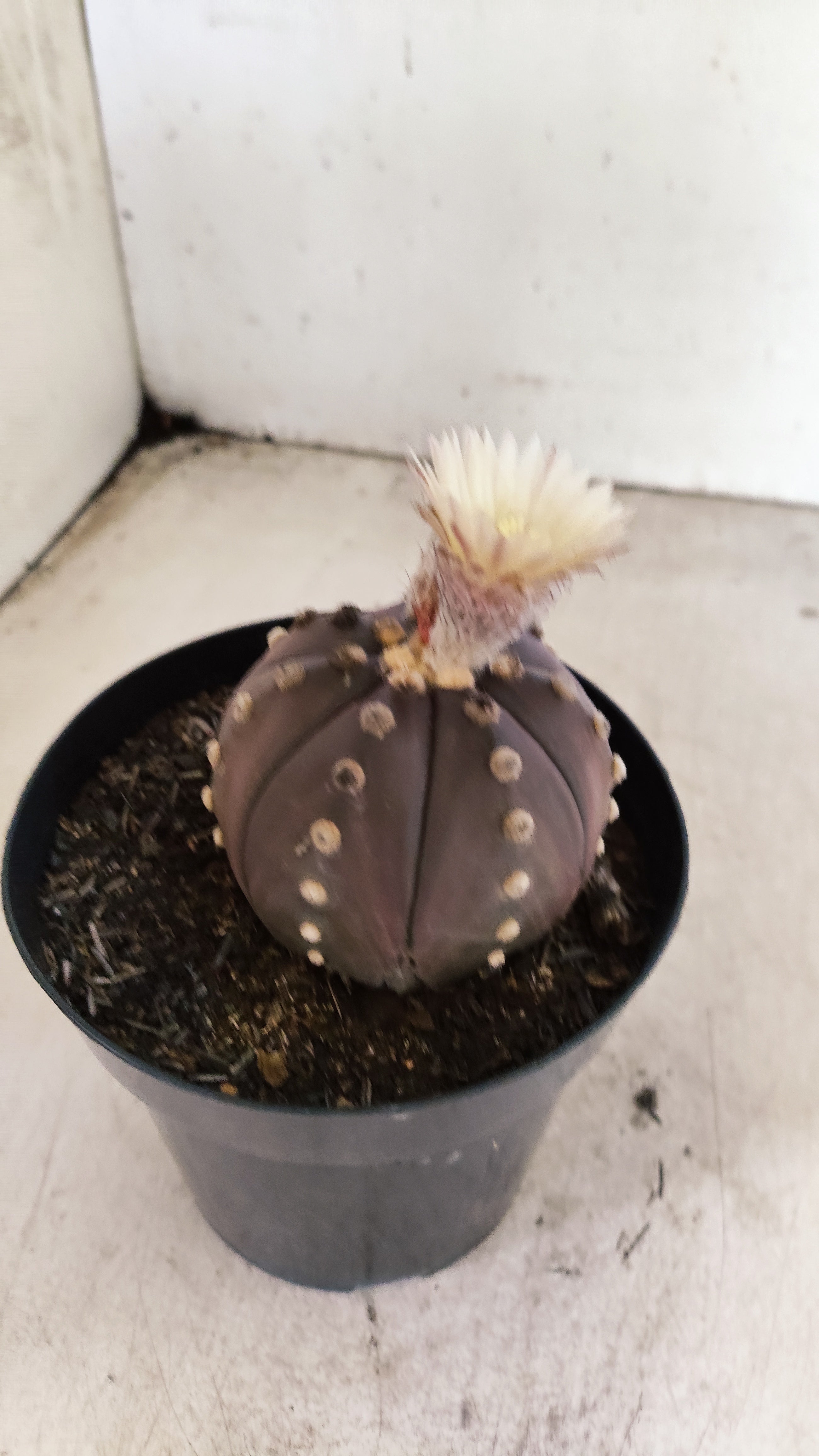 MATRIZ ASTROPHYTUM ASTERIAS “Purple”  Akabana  Nº 1044 – vaso 15