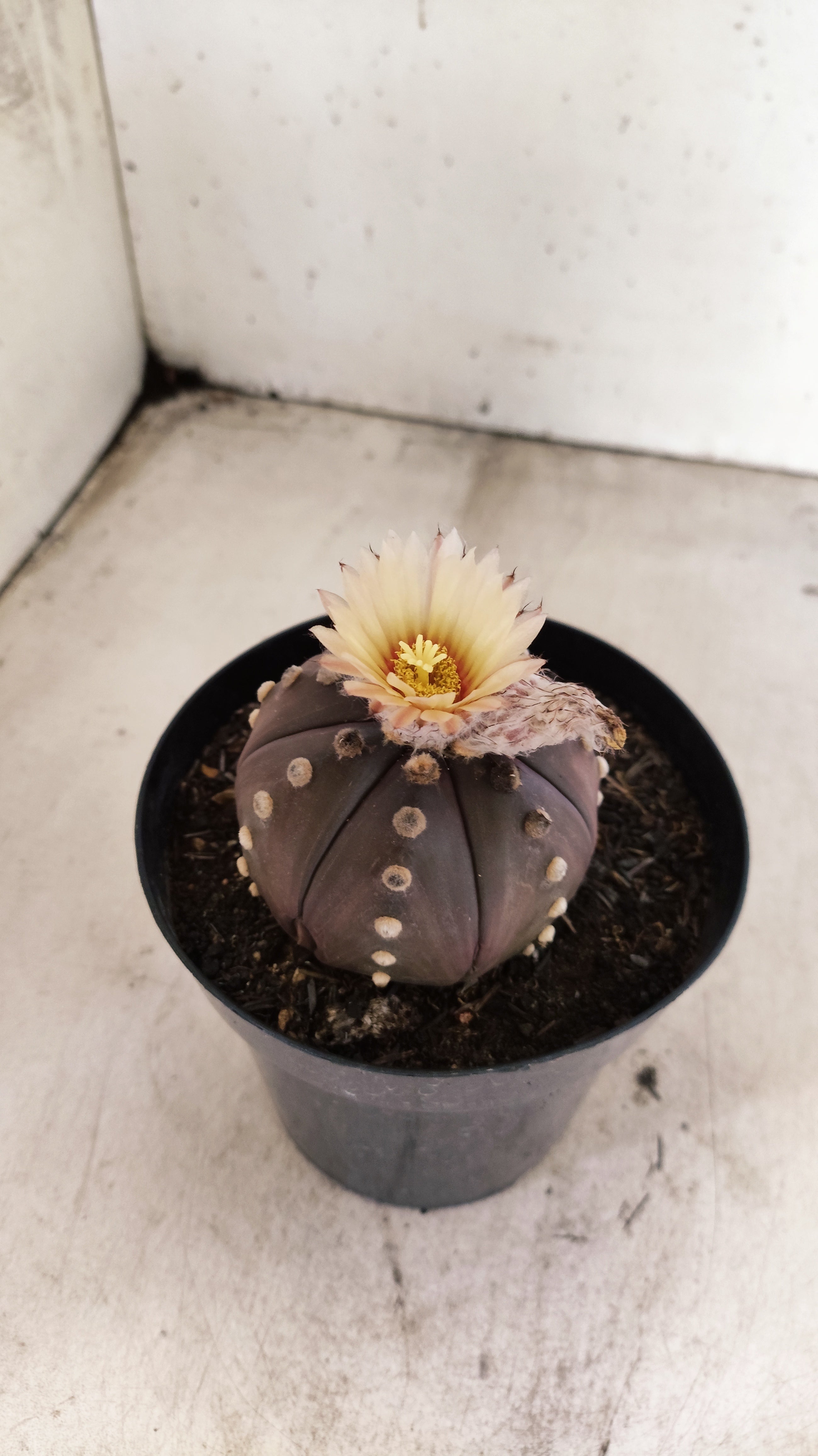 MATRIZ ASTROPHYTUM ASTERIAS “Purple”  Akabana  Nº 1044 – vaso 15